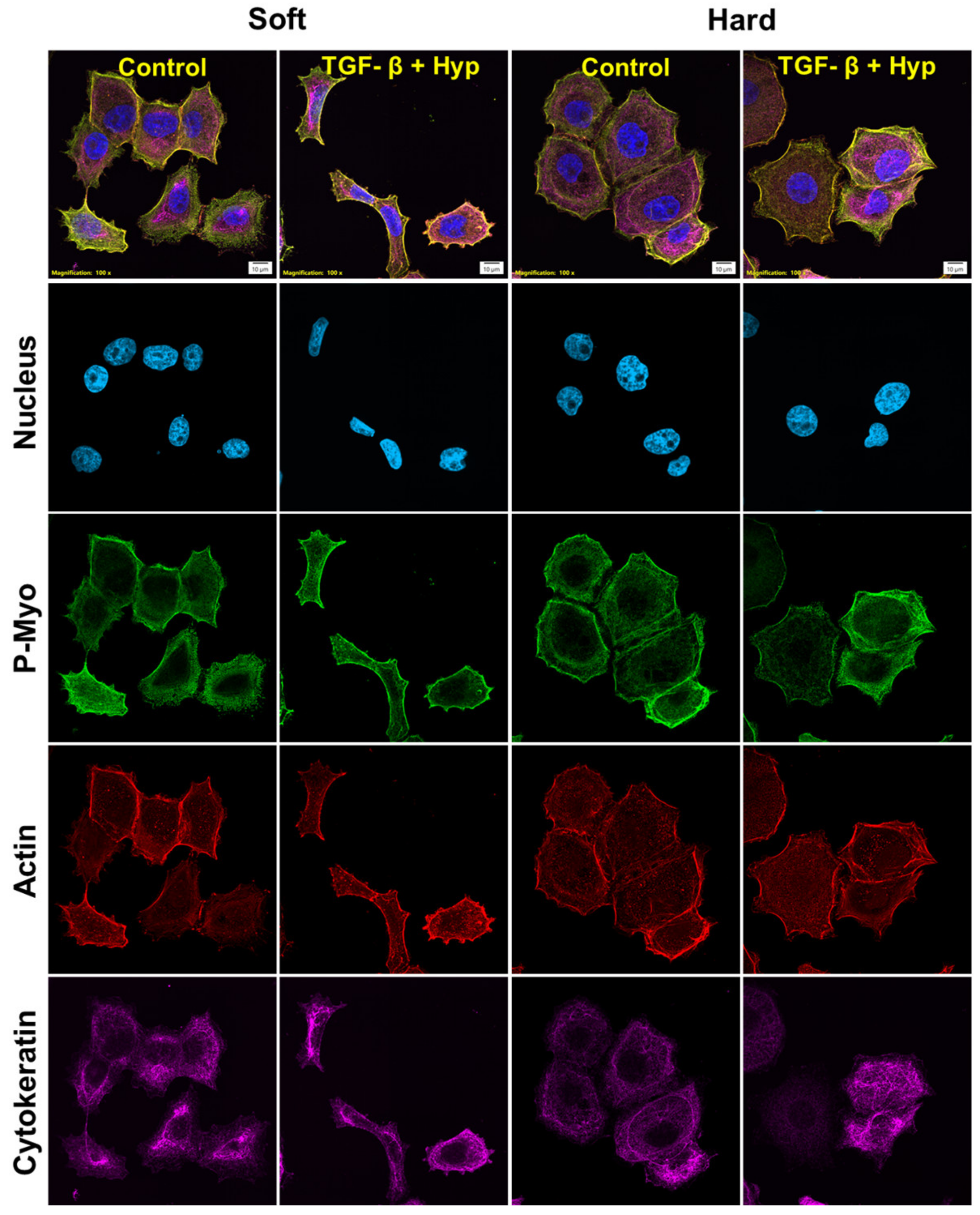 Cancers 15 03186 g0a3 Cancers 15 03186 g0a3