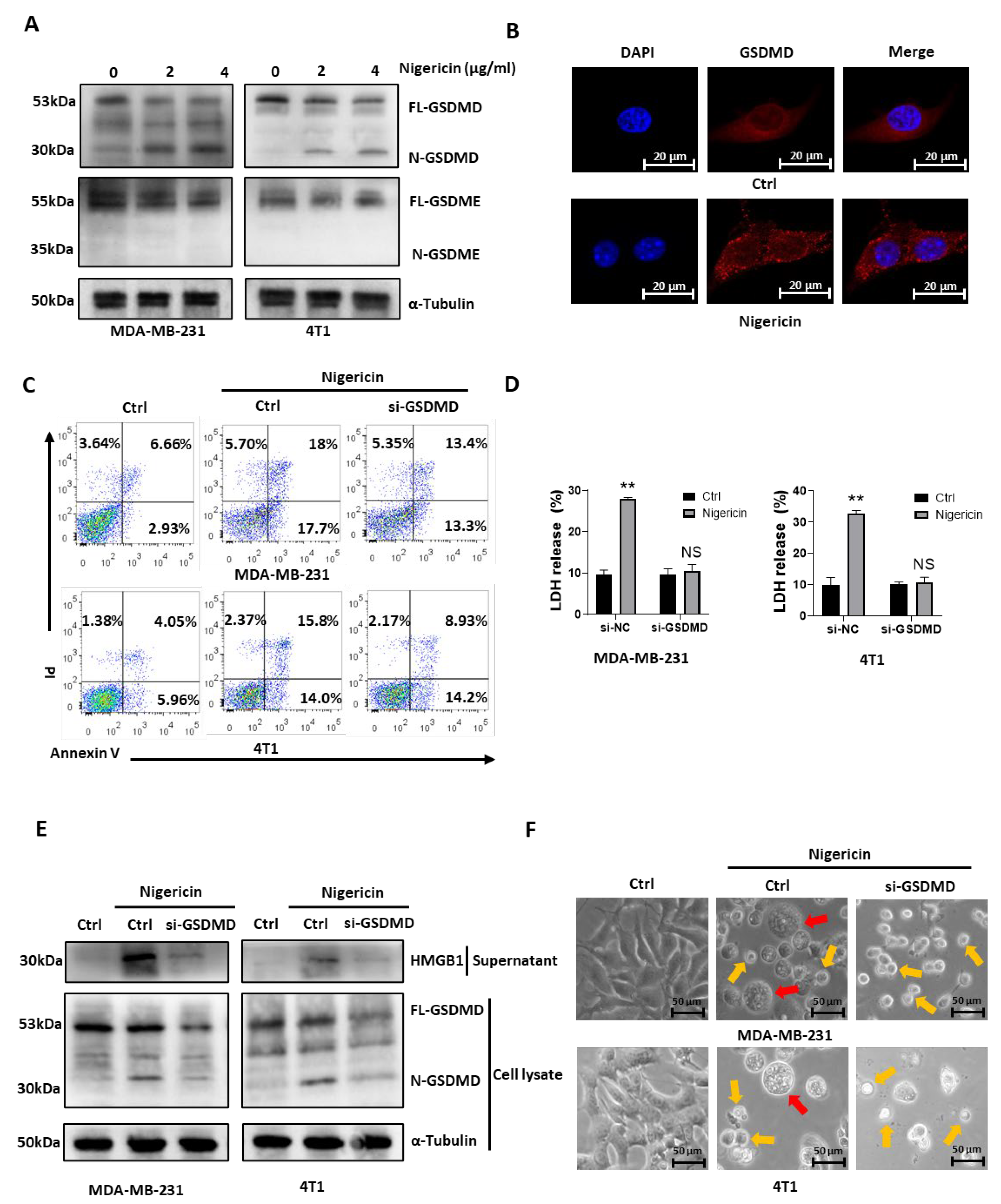 Cancers 15 03221 g002