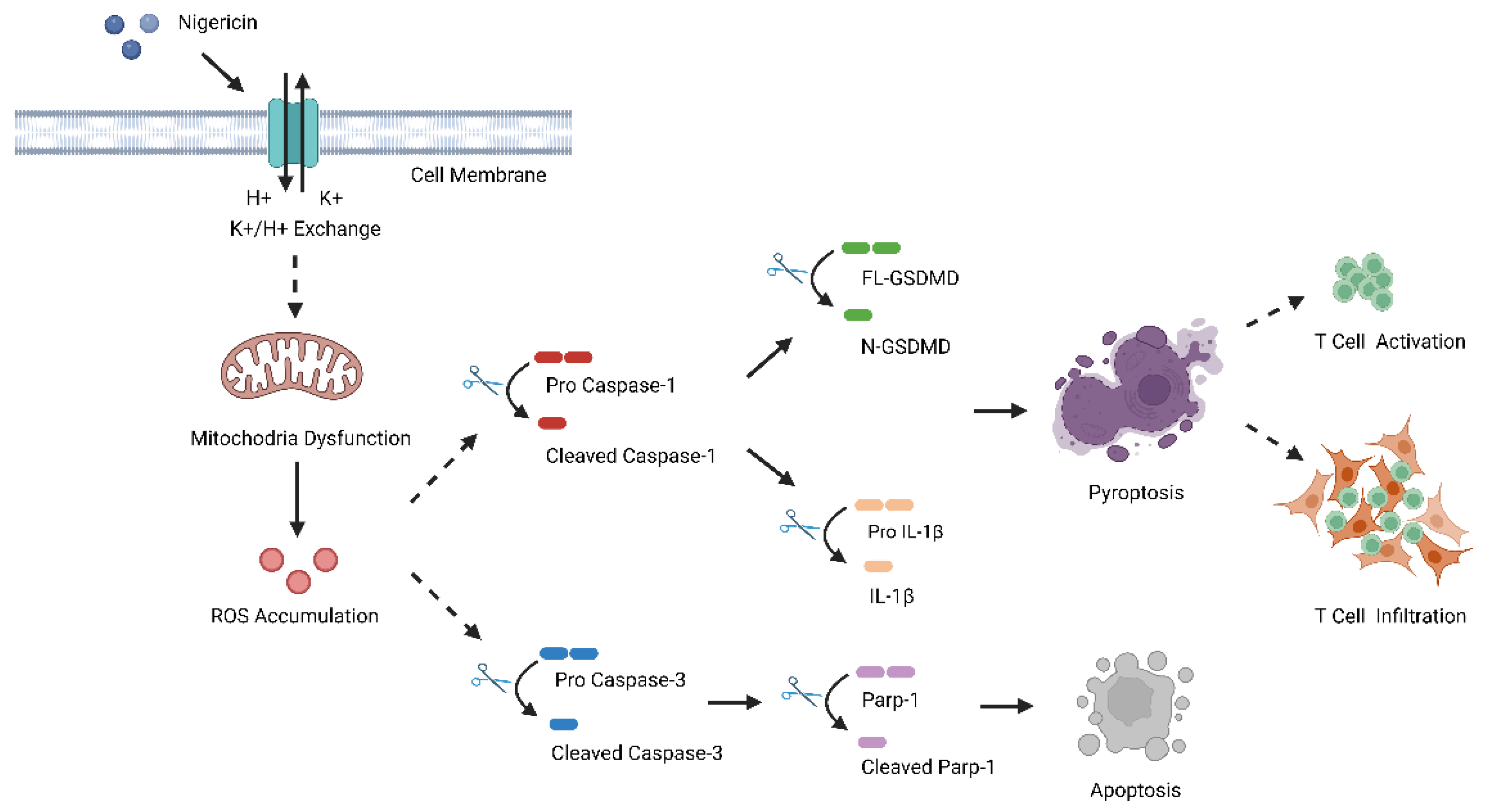 Cancers 15 03221 g007