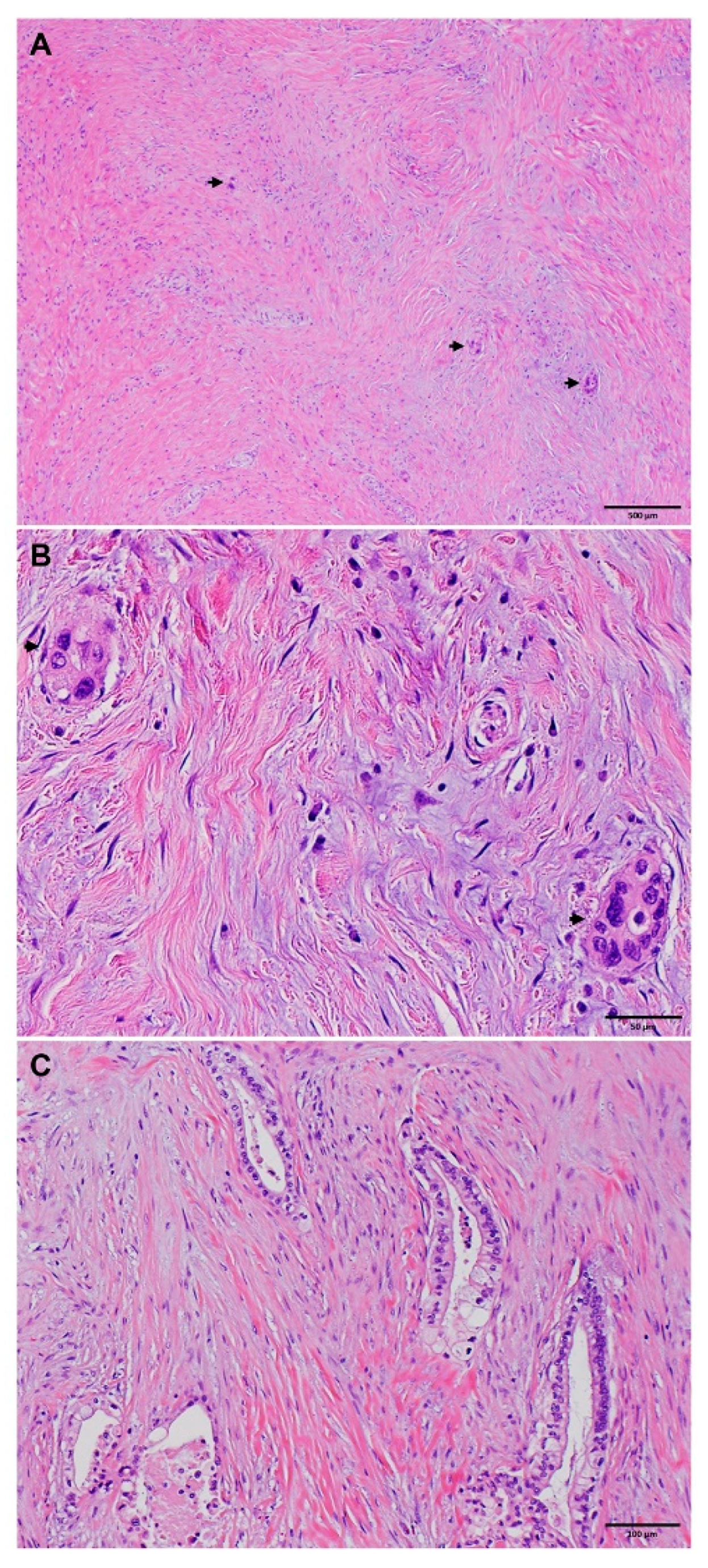Cancers 15 03231 g002 Cancers 15 03231 g002