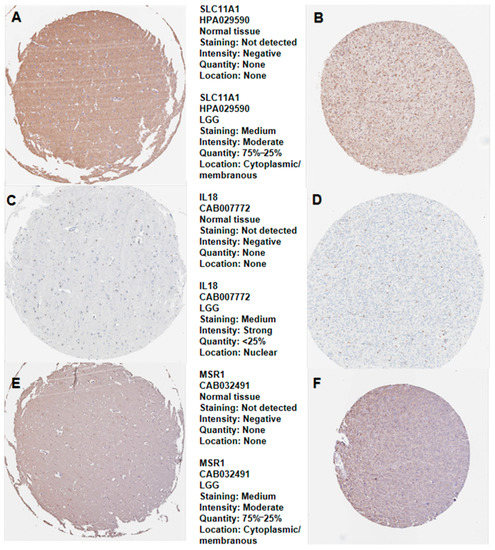Identification, and Experimental and Bioinformatics