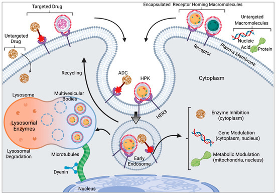 Adenovirus-Derived Nano-Capsid Platforms for Targeted Delivery and