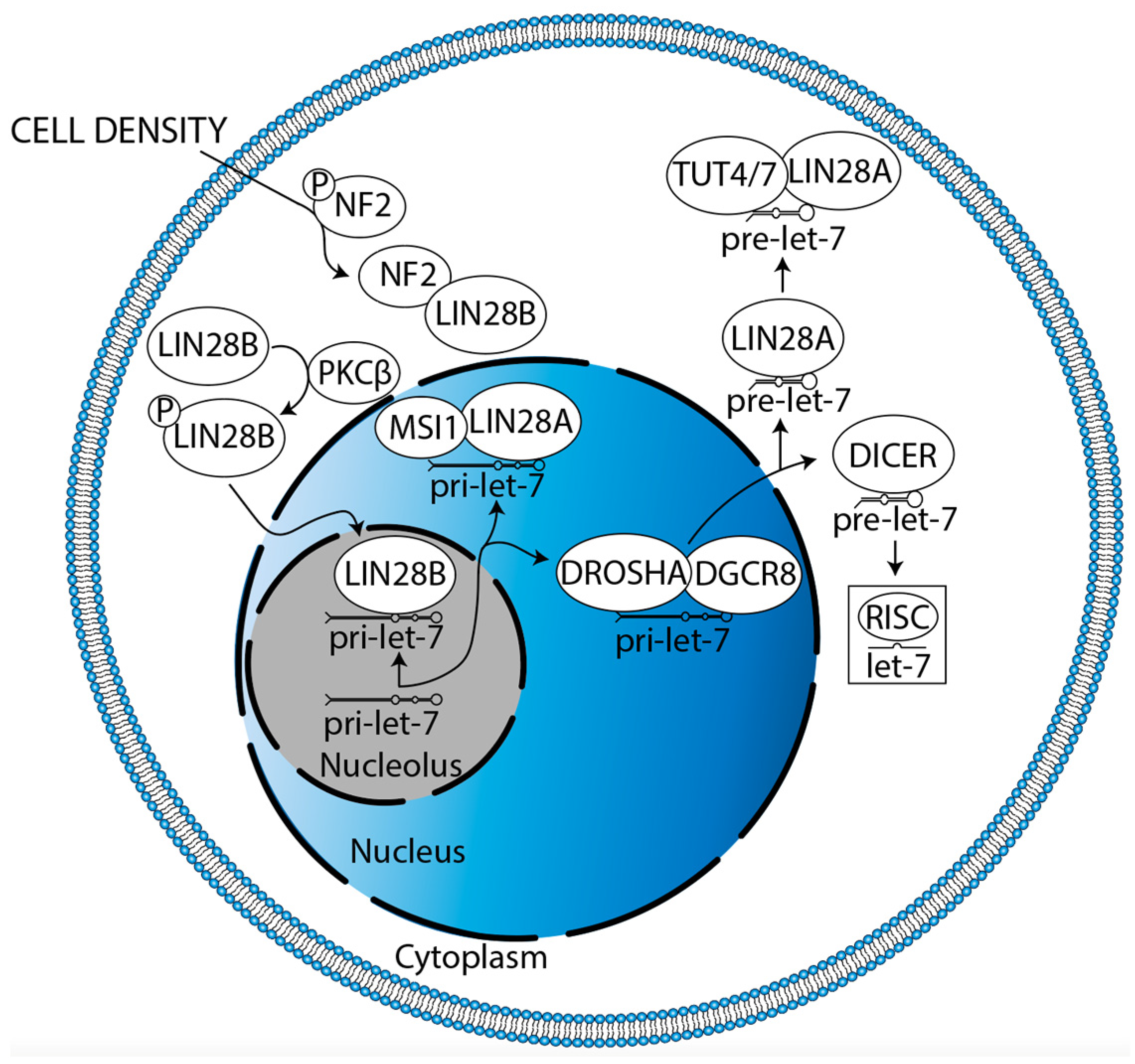Cancers | Free Full-Text | LIN28B and Let-7 in Diffuse Midline Glioma ...