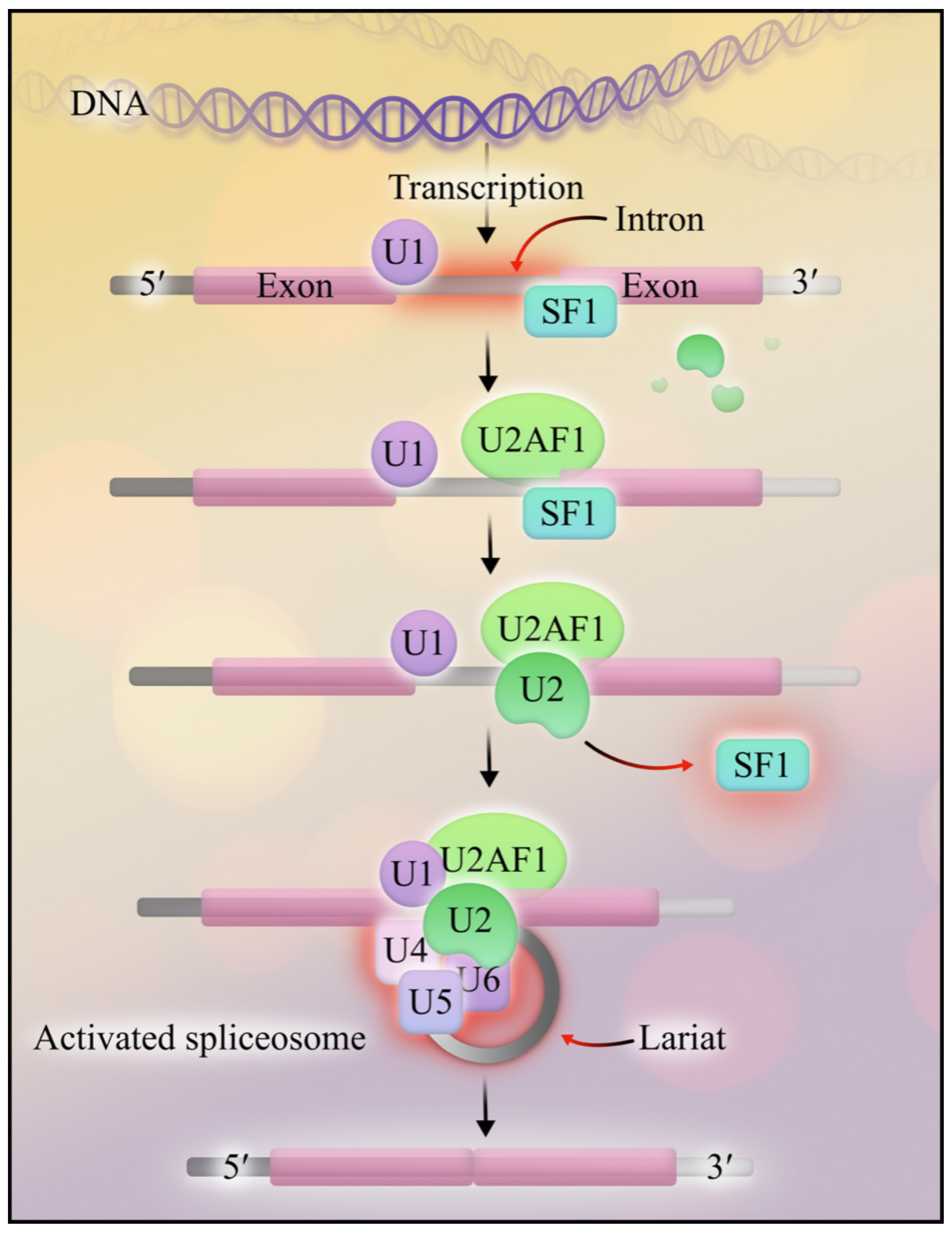 Cancers 15 03292 g002