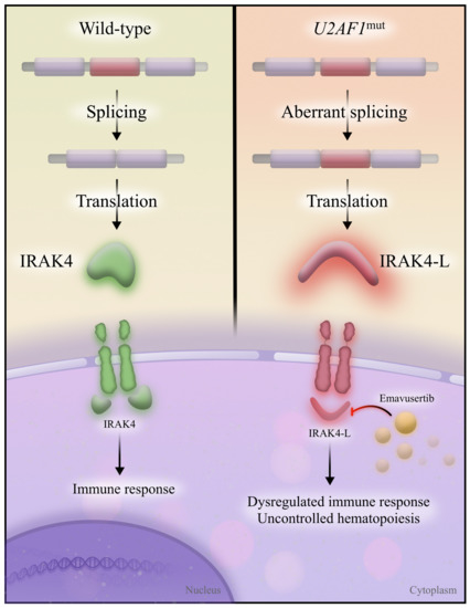 Secondary-Type Mutations in Acute Myeloid Leukemia: Updates