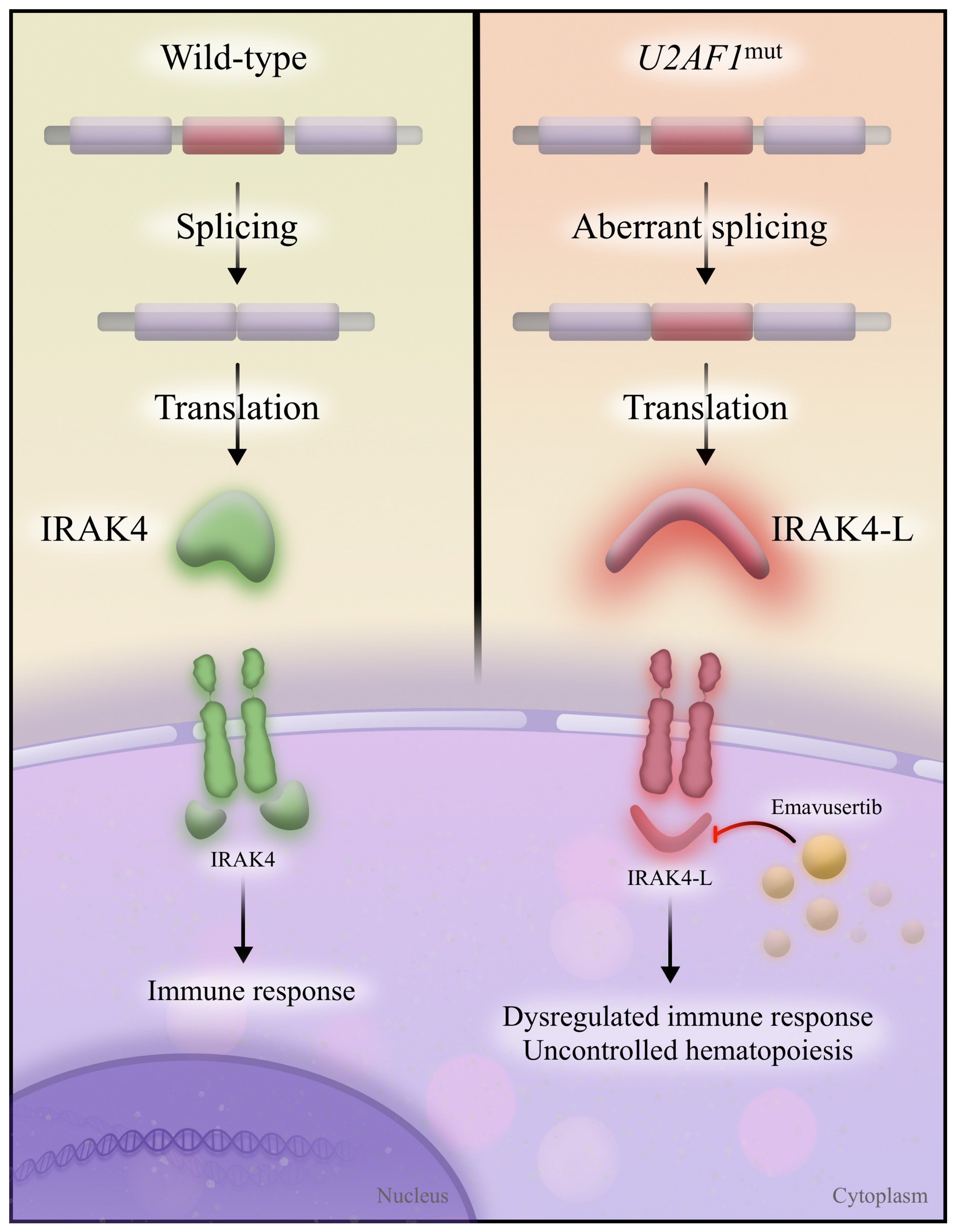 Secondary-Type Mutations in Acute Myeloid Leukemia: Updates