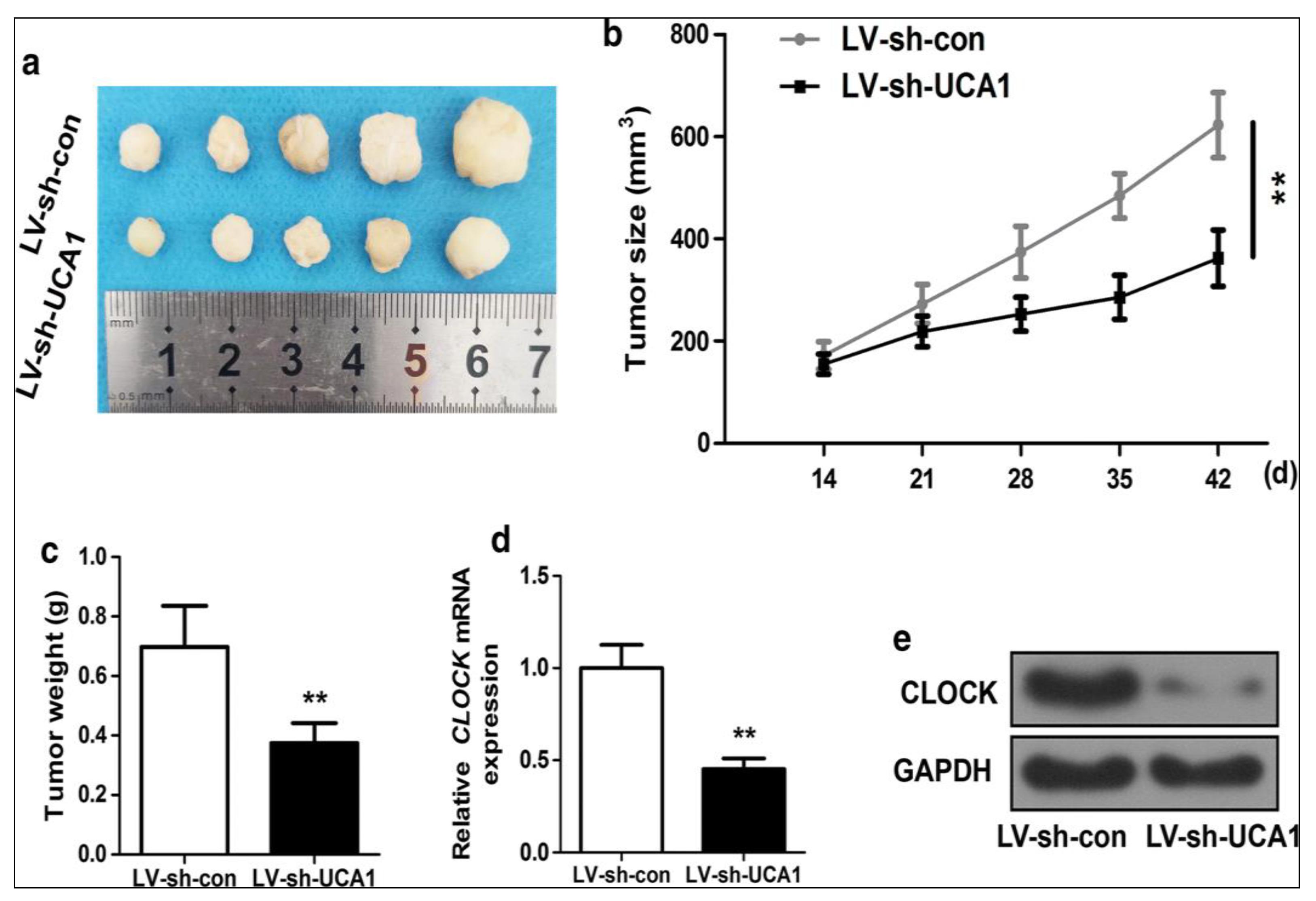 Cancers 15 03298 g004 Cancers 15 03298 g004