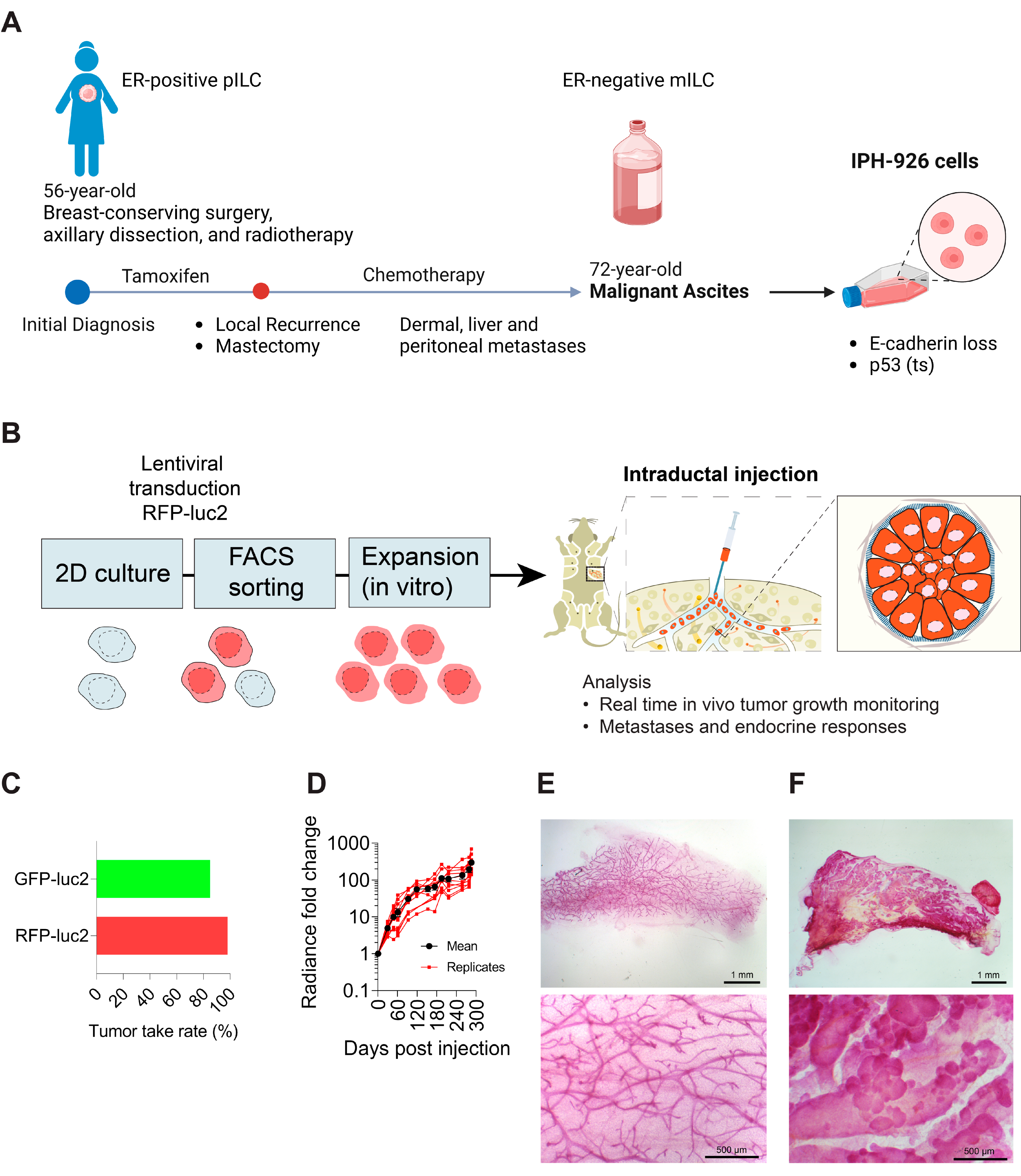 Cancers 15 03299 g001 Cancers 15 03299 g001