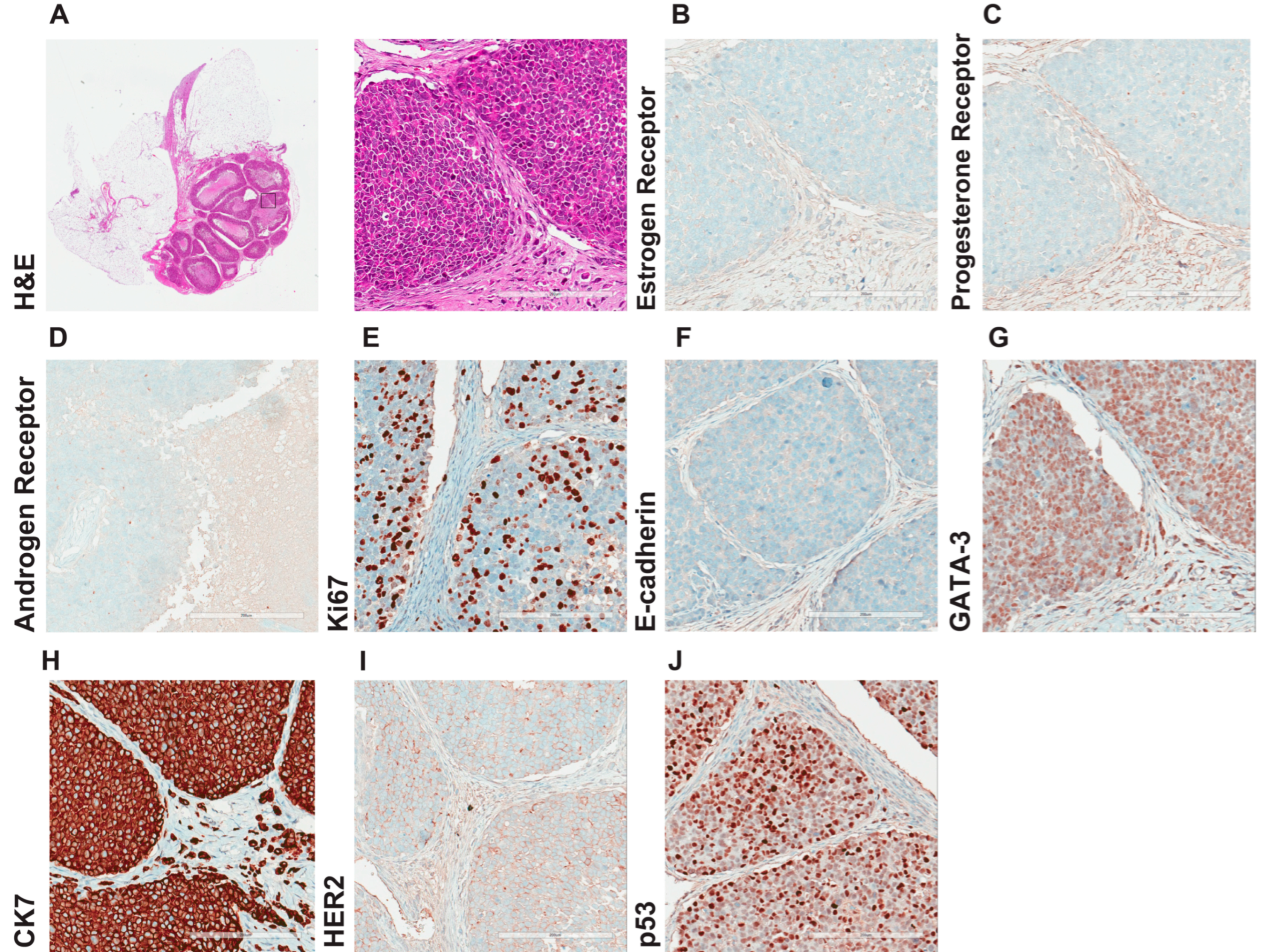 Cancers 15 03299 g006 Cancers 15 03299 g006