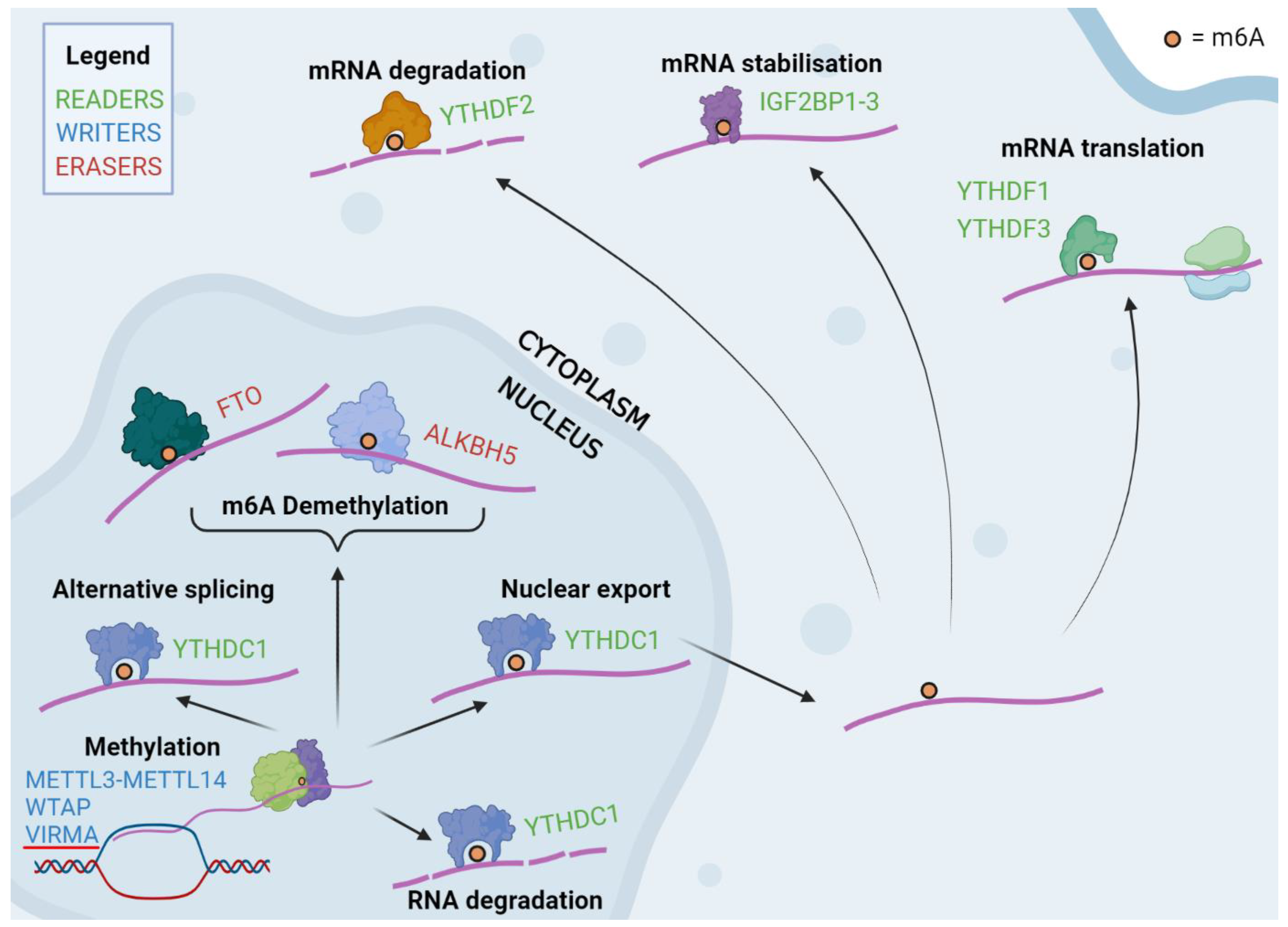 Cancers 15 03307 g001 Cancers 15 03307 g001