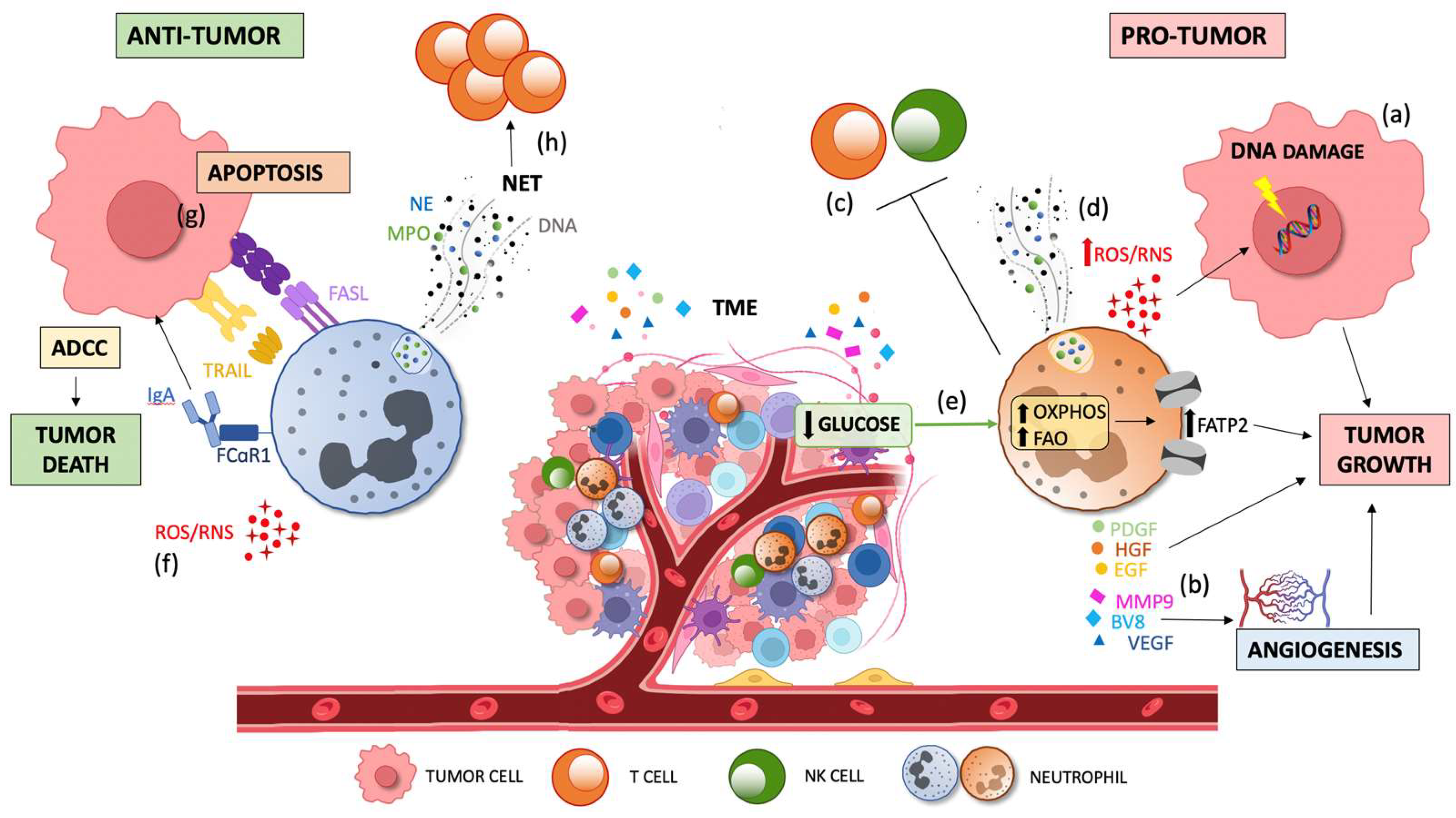 Cancers 15 03327 g003 Cancers 15 03327 g003