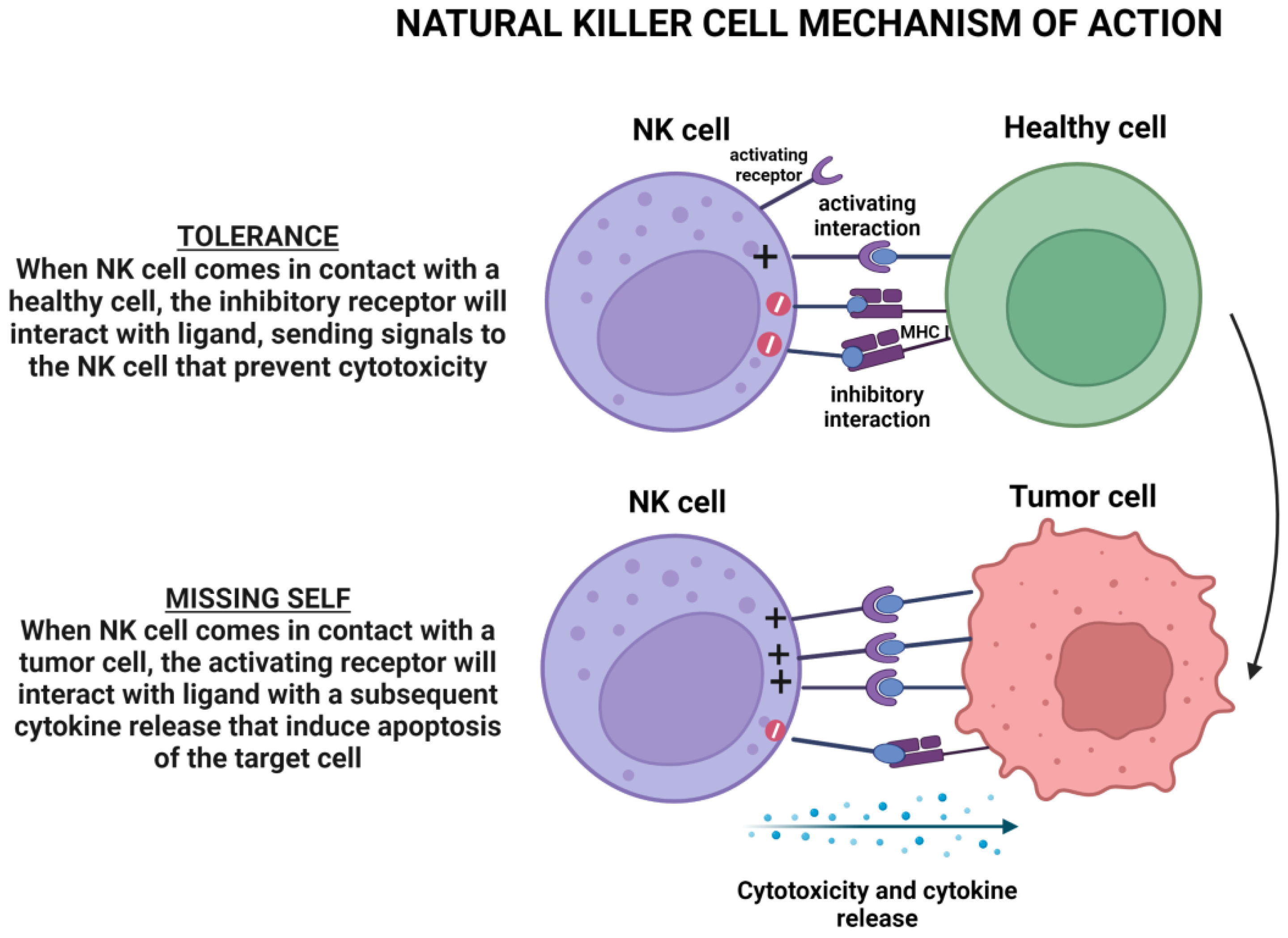 Cancers 15 03346 g004