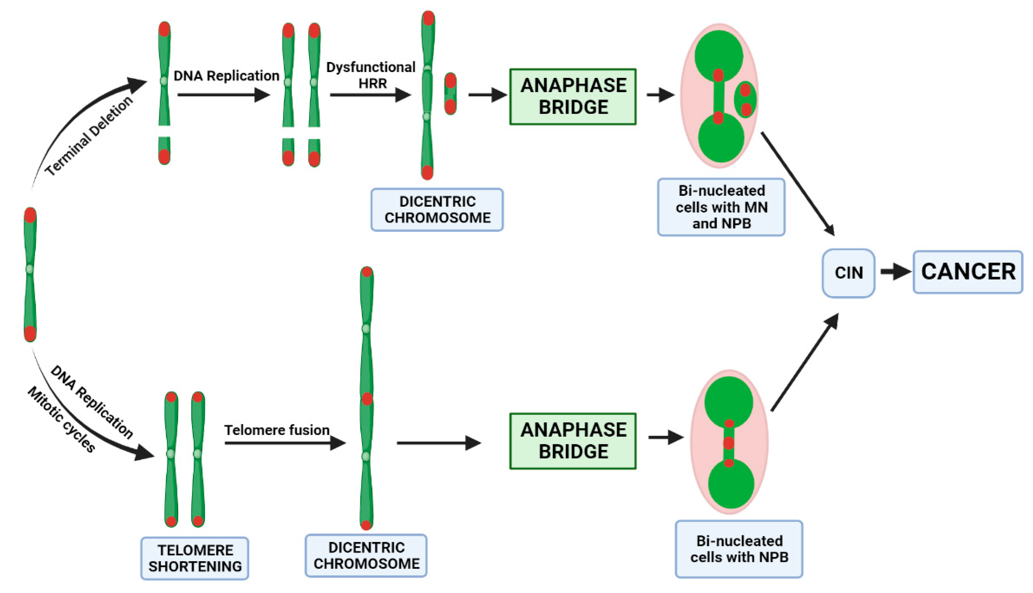 Cancers 15 03351 g005 Cancers 15 03351 g005
