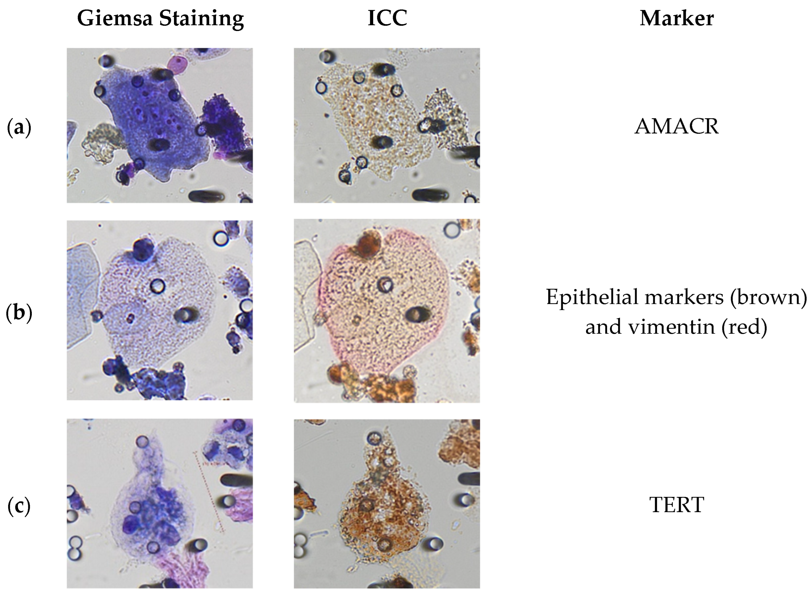Cancers 15 03366 g003a Cancers 15 03366 g003a