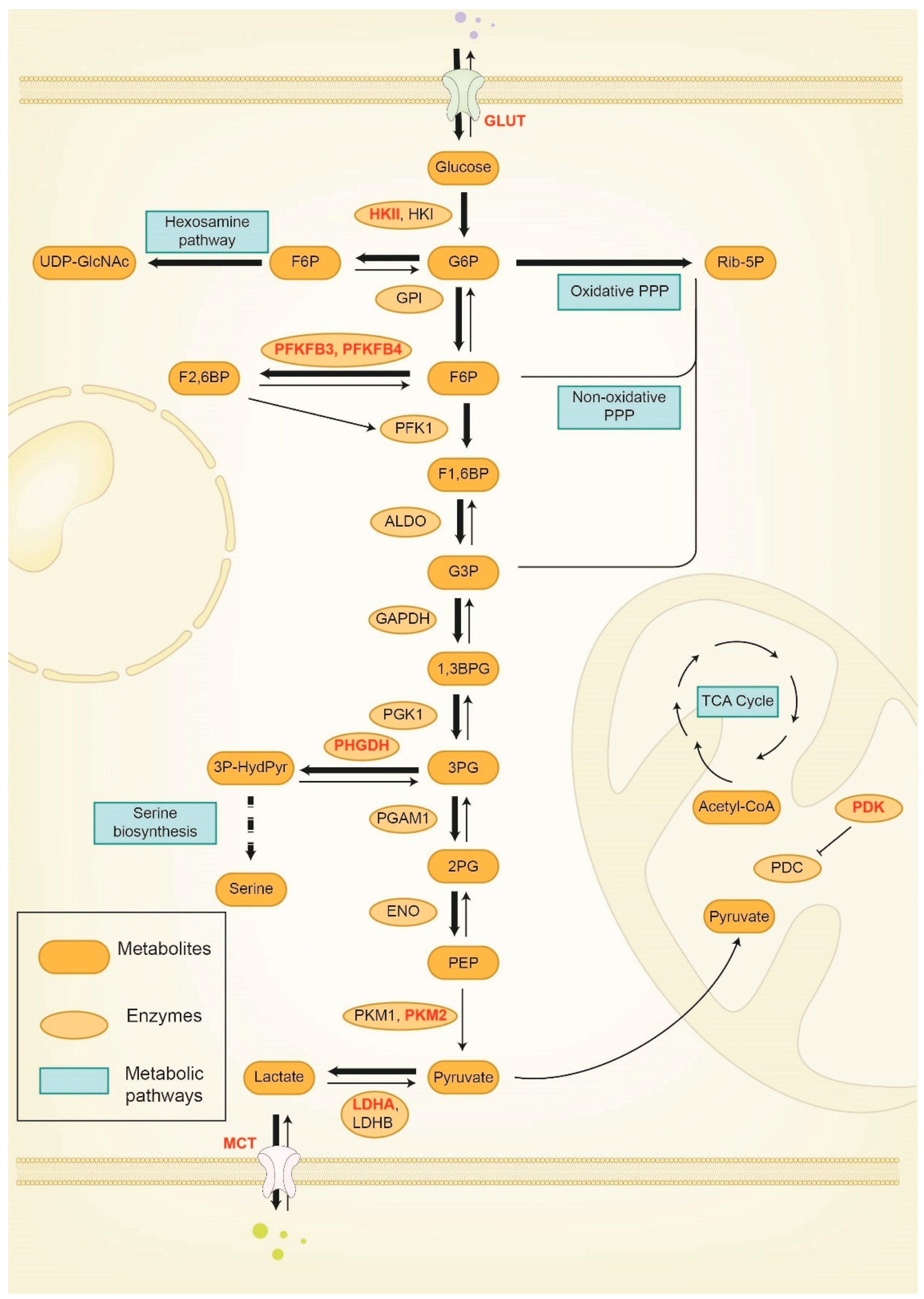 Cancers 15 03390 g002 Cancers 15 03390 g002