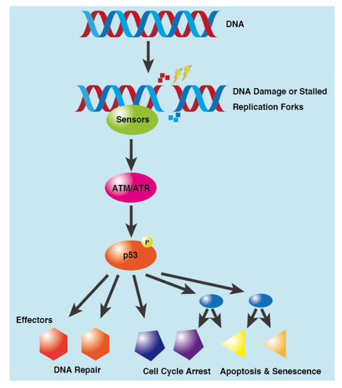 Study provides new look at why rare cancer often evades treatments