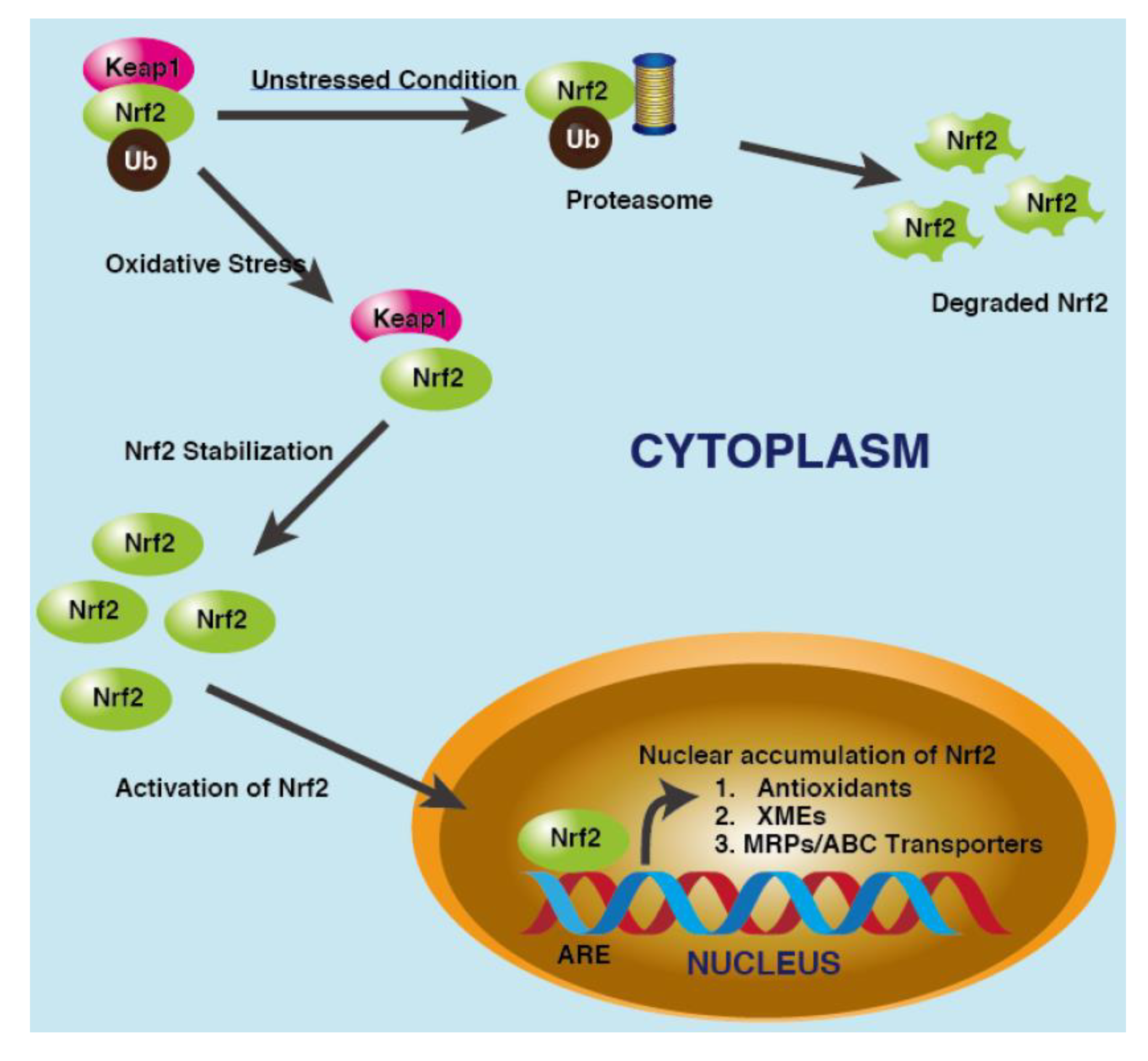 Cancers 15 03399 g003