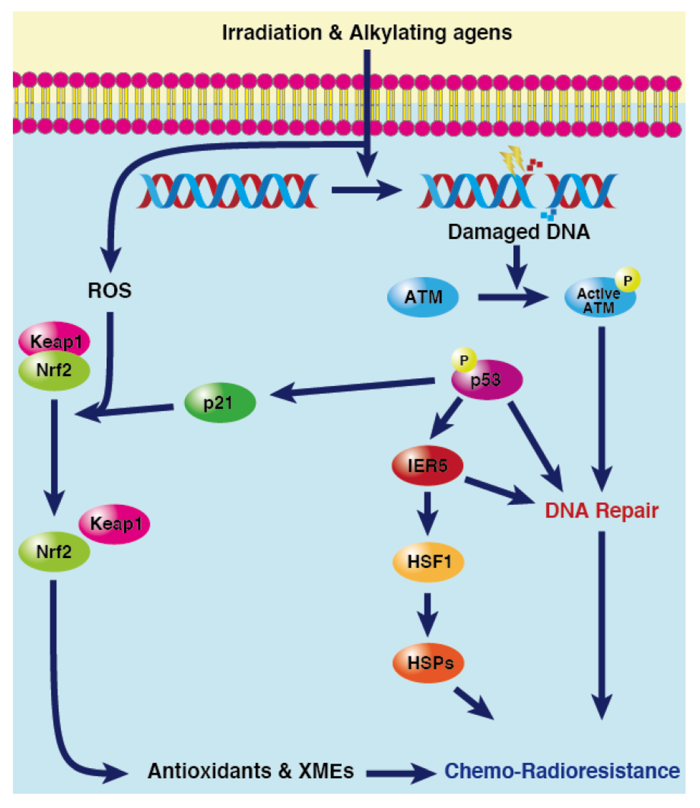 Cancers 15 03399 g004