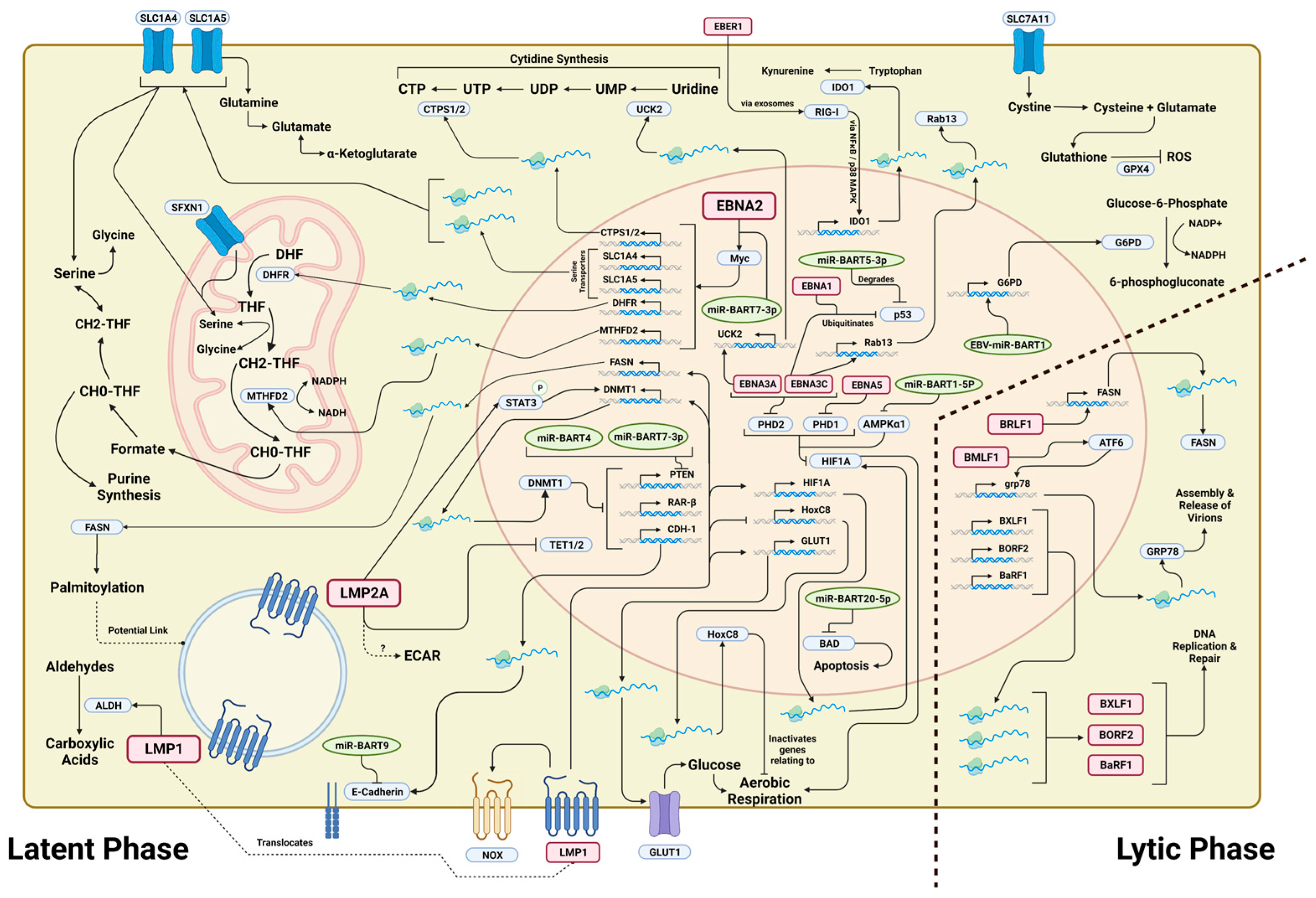 Cancers 15 03412 g001 Cancers 15 03412 g001