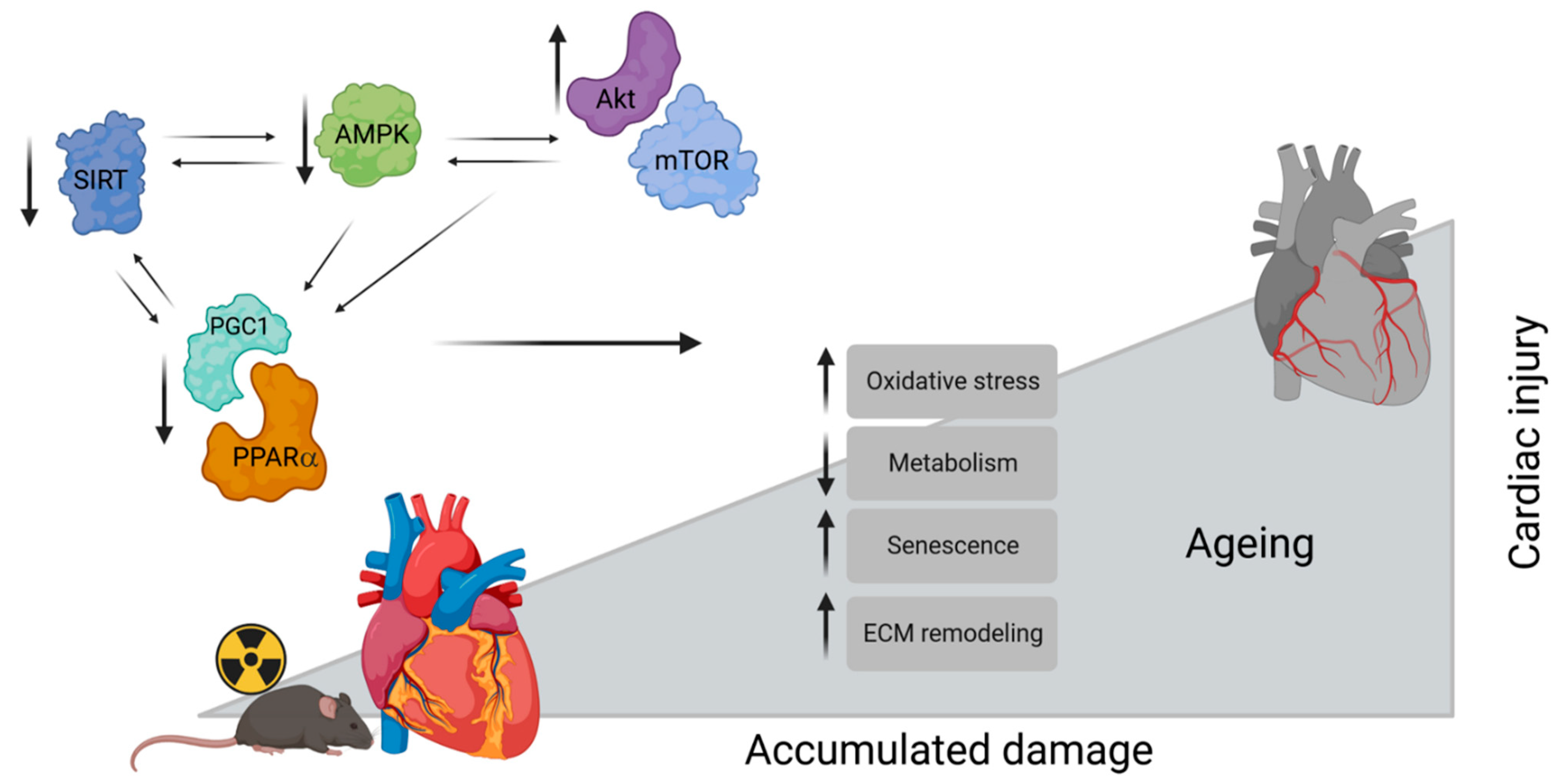 Cancers 15 03417 g008