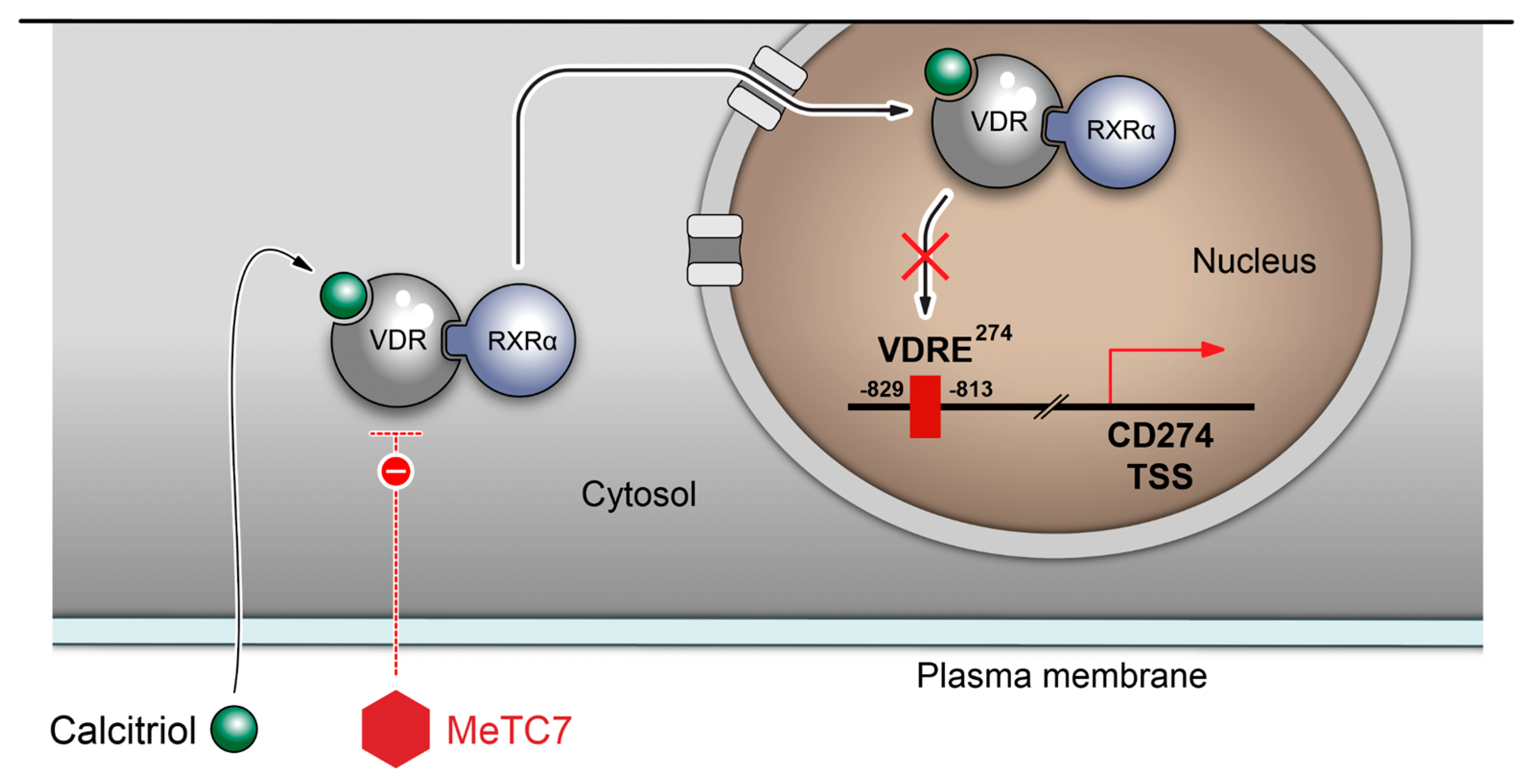 Cancers 15 03432 g008