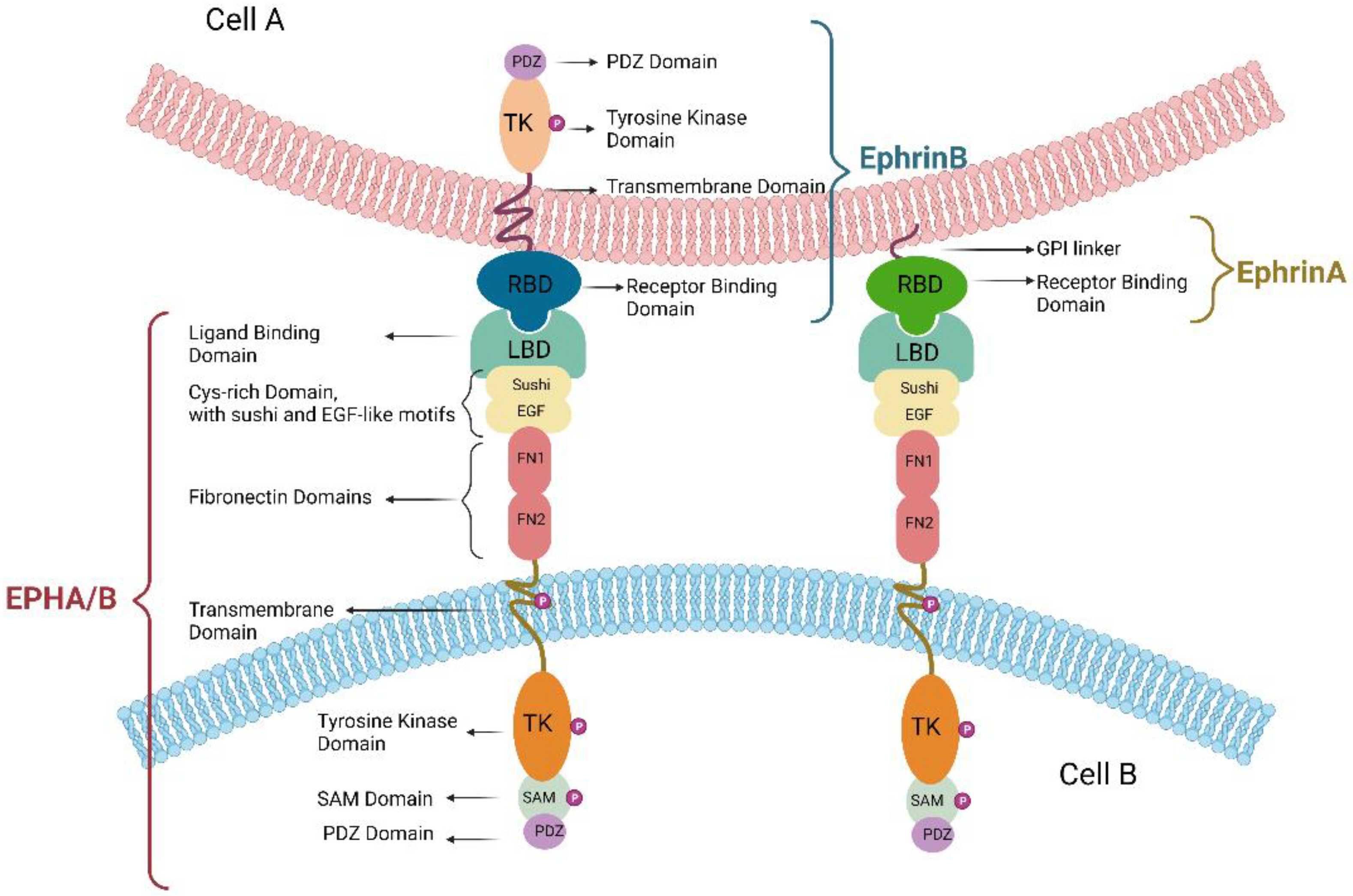 Cancers 15 03434 g001 Cancers 15 03434 g001