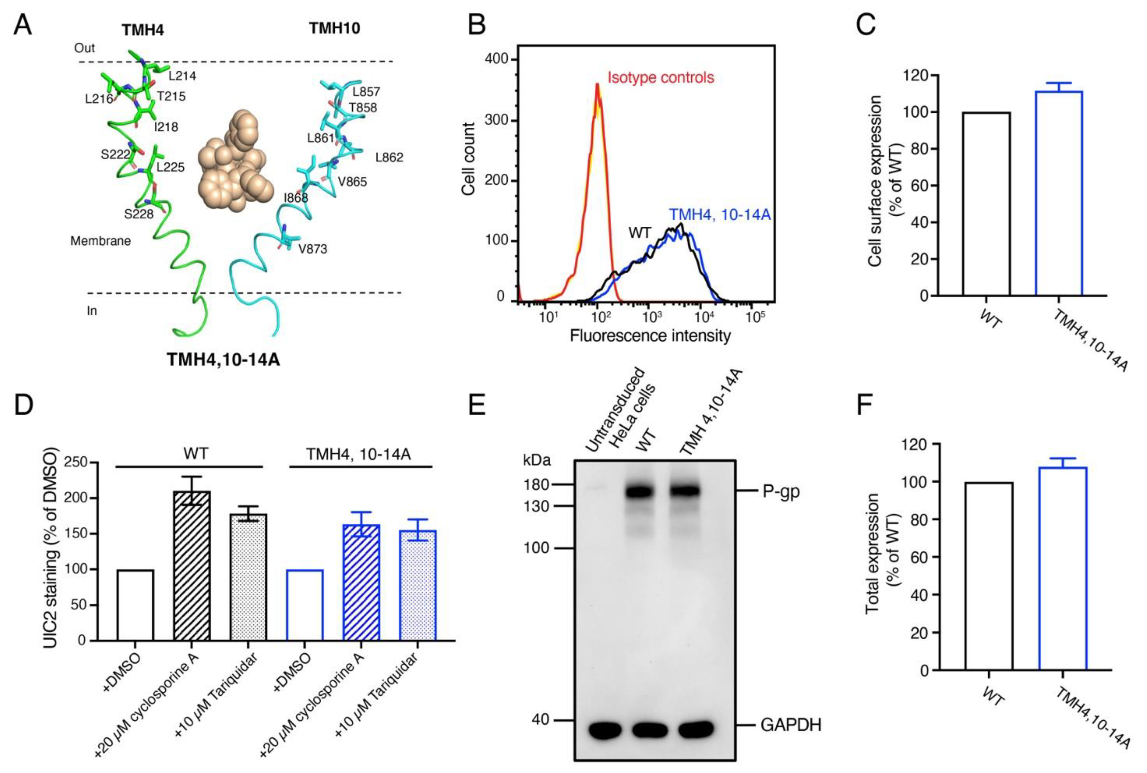 Residues from Homologous Transmembrane Helices 4 and 10 Are