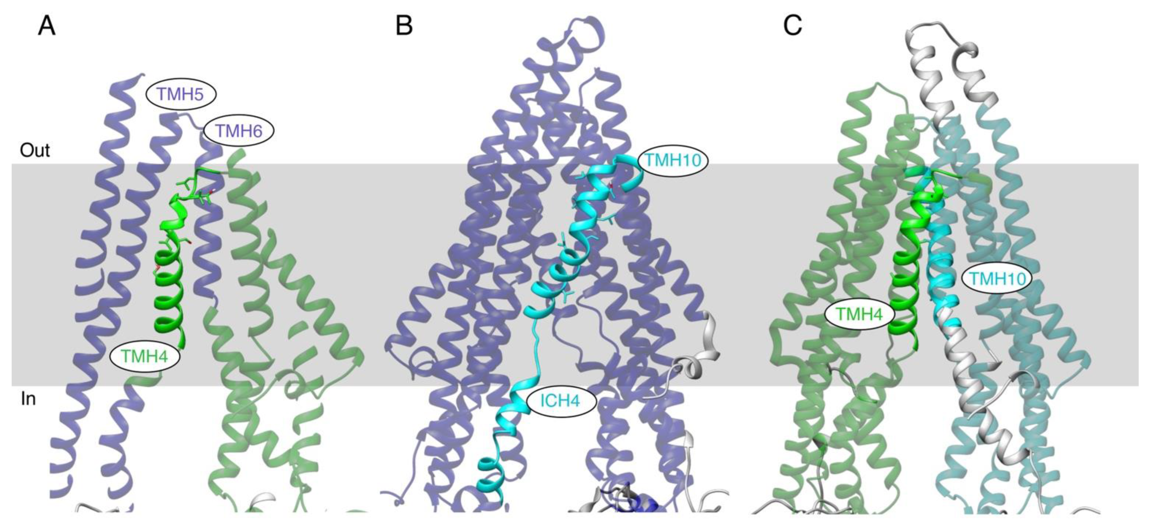 hmcb2019様 Residues from Homologous Transmembrane Helices 4 and 10 Are
