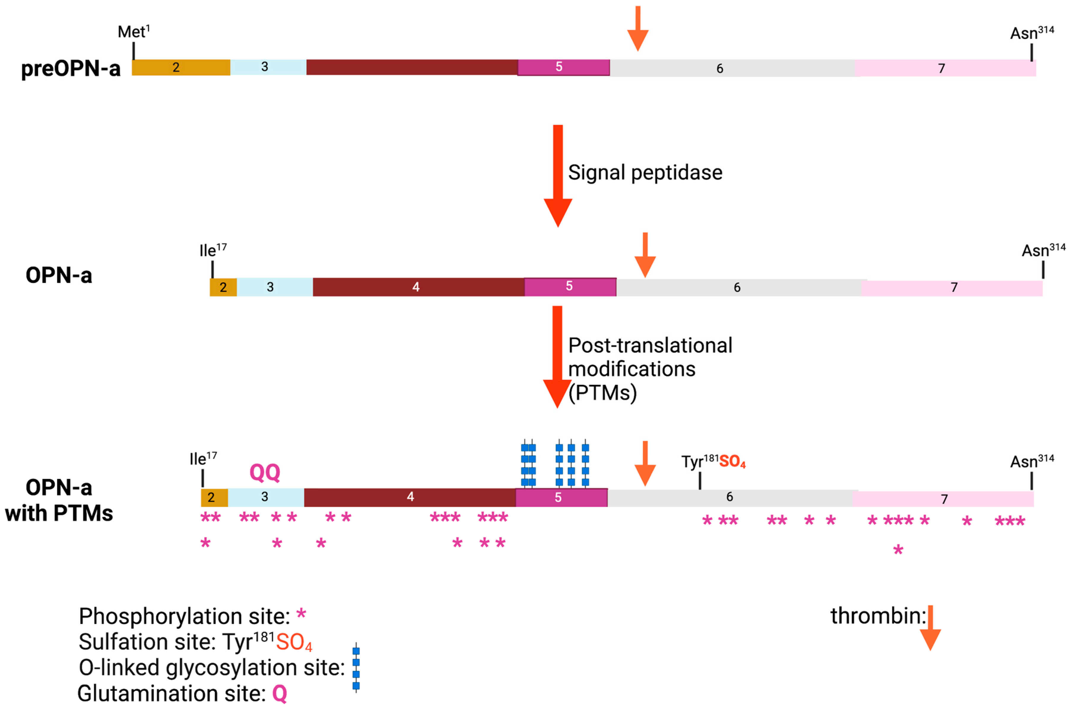Thrombin Cleavage of Osteopontin and the Host Anti-Tumor Thrombin Cleavage of Osteopontin and the Host Anti-Tumor