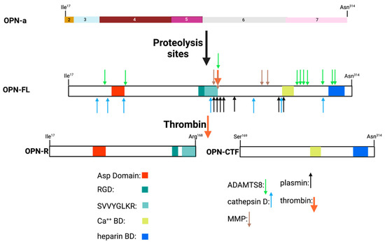 Thrombin Cleavage of Osteopontin and the Host Anti-Tumor