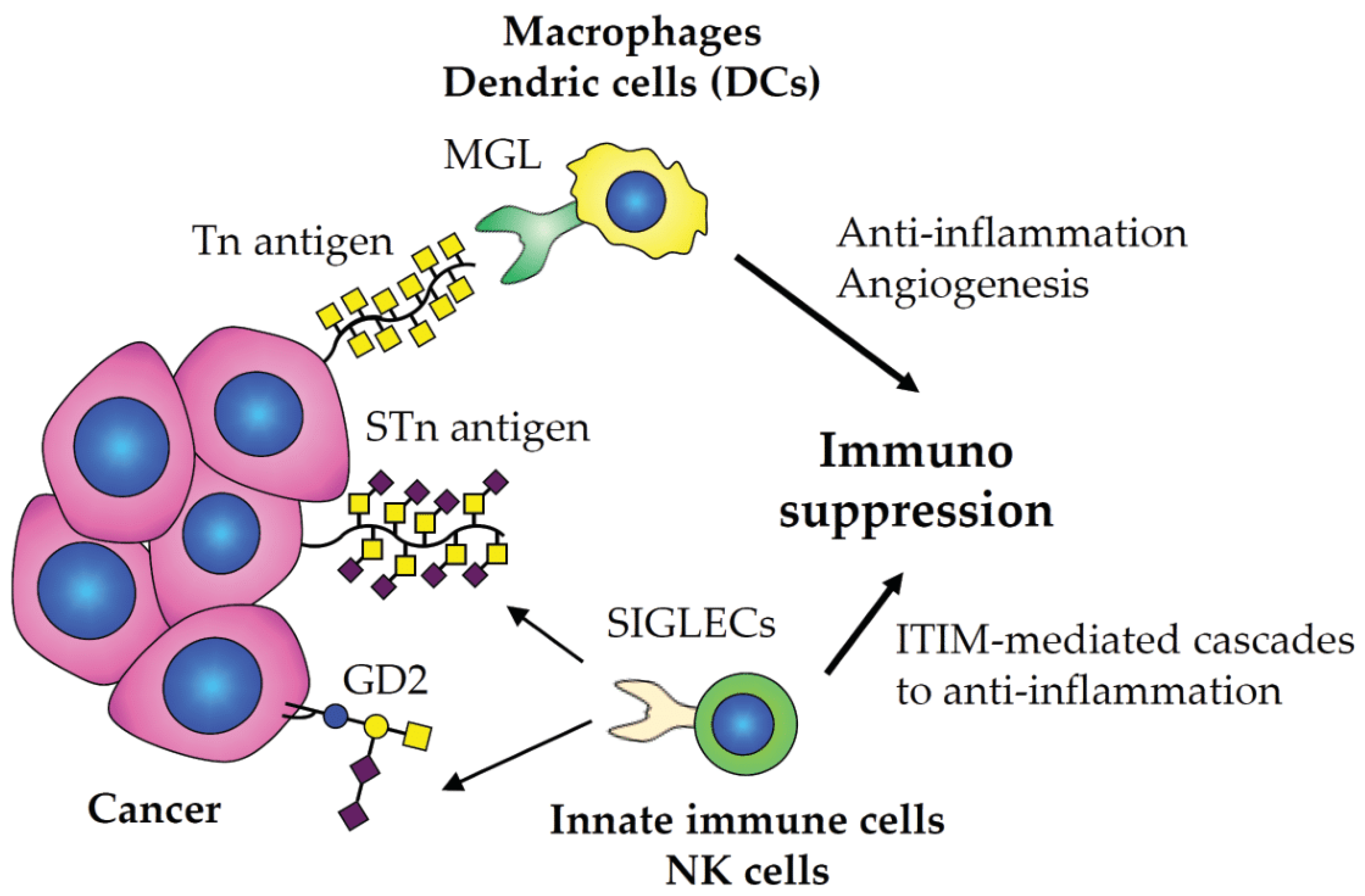 Cancers Free FullText Aberrant Glycosylation as Immune Therapeutic