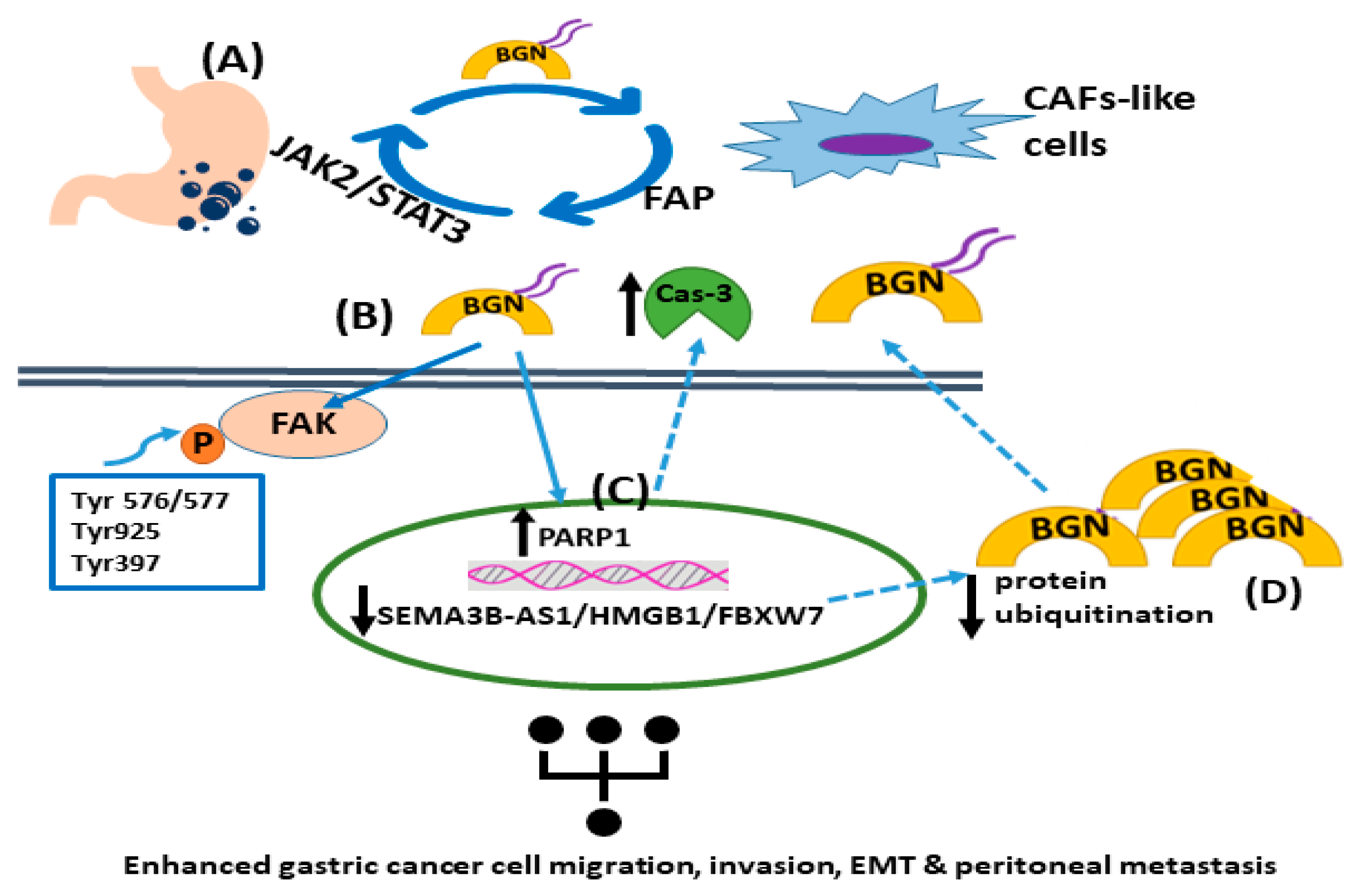 LS Models nude fap The Landscape of Small Leucine-Rich Proteoglycan Impact on Cancer  Pathogenesis with a Focus on Biglycan and Lumican