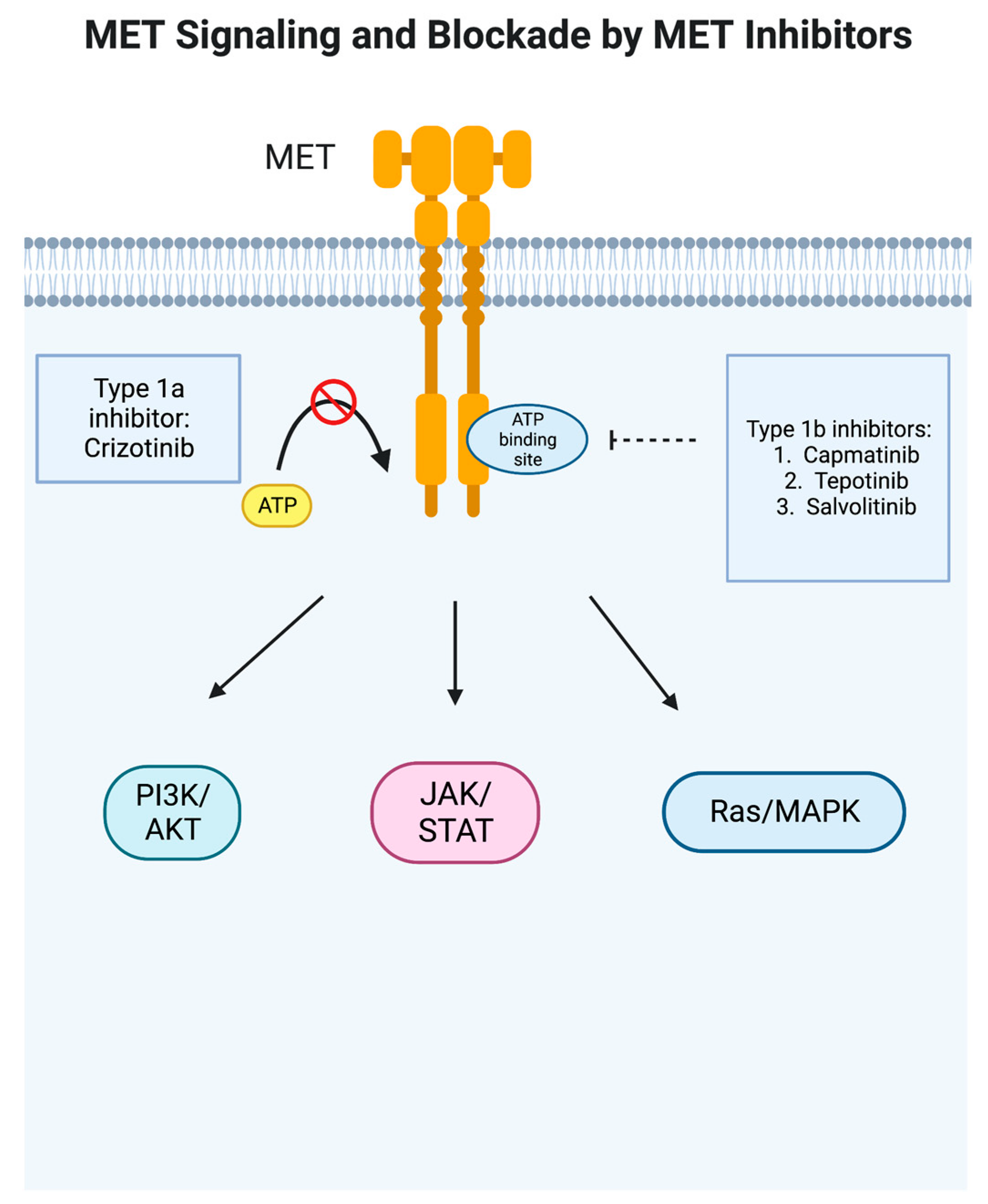 Capmatinib in treatment of non small cell lung cancer encyclopedia mdpi