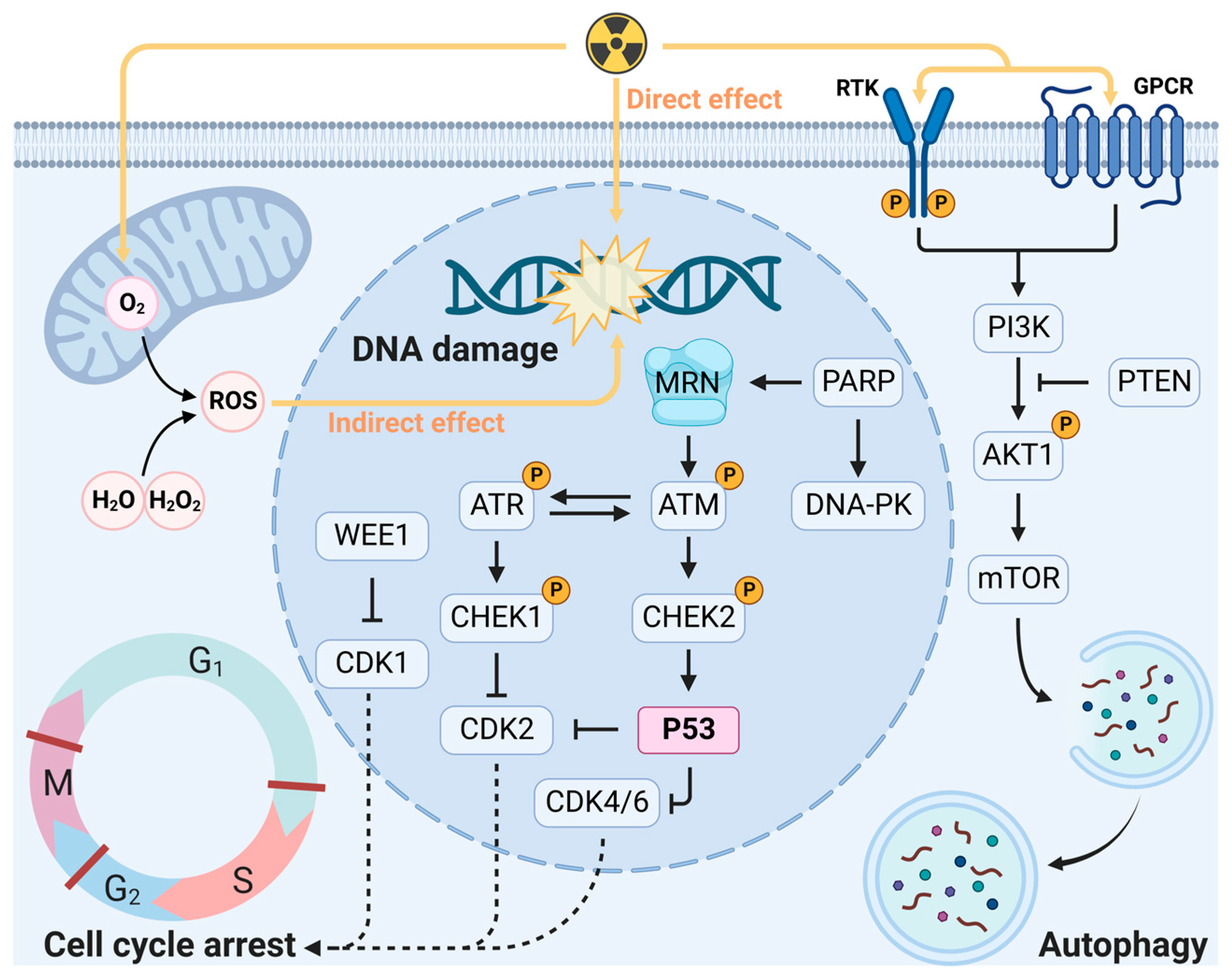Cancers 15 03585 g001 Cancers 15 03585 g001