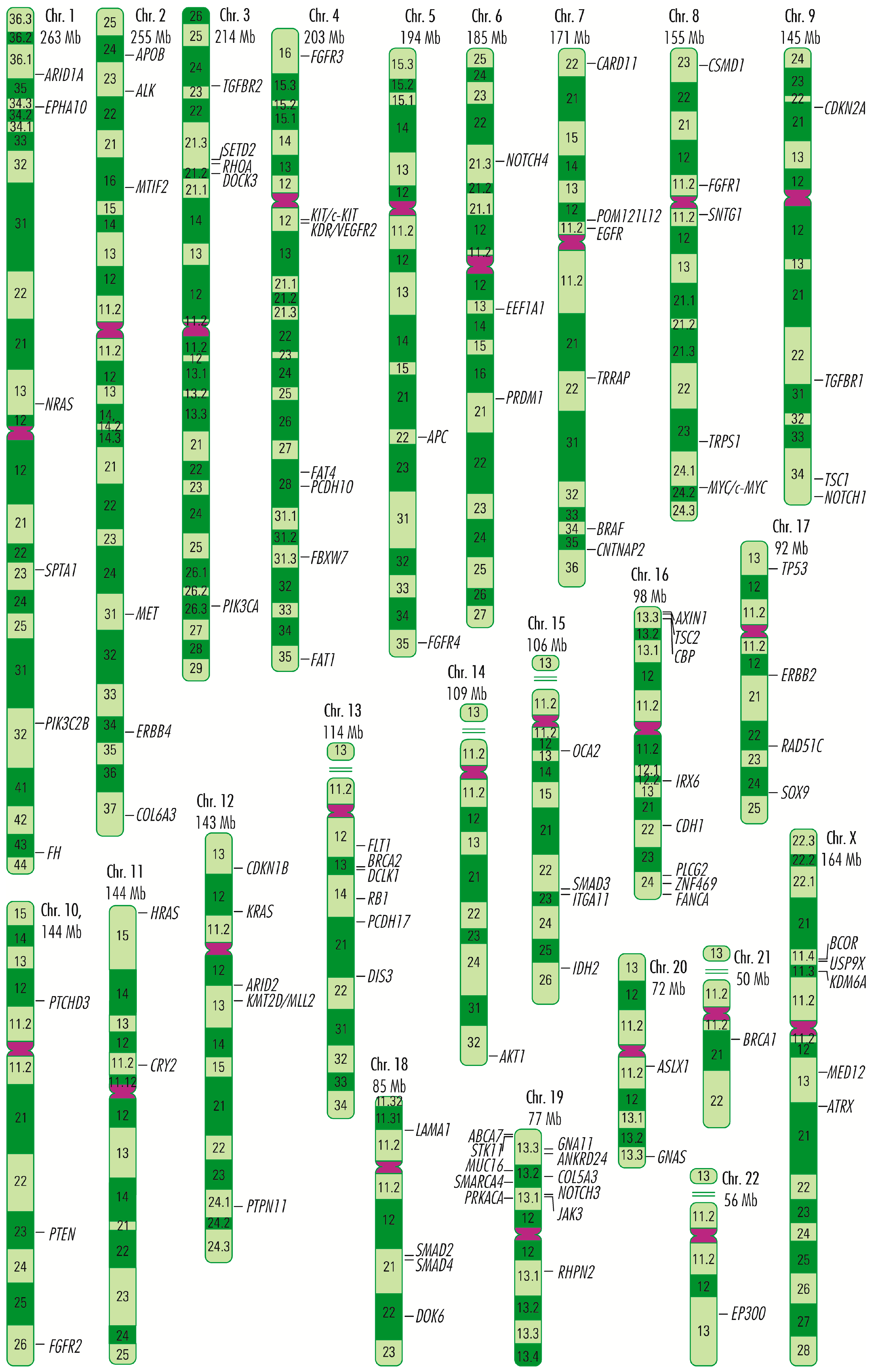 Cancers 15 03591 g011 Cancers 15 03591 g011