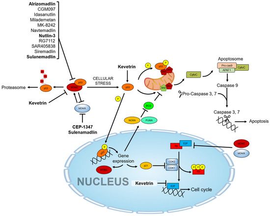 State of the Art of Pharmacological Activators of p53 in