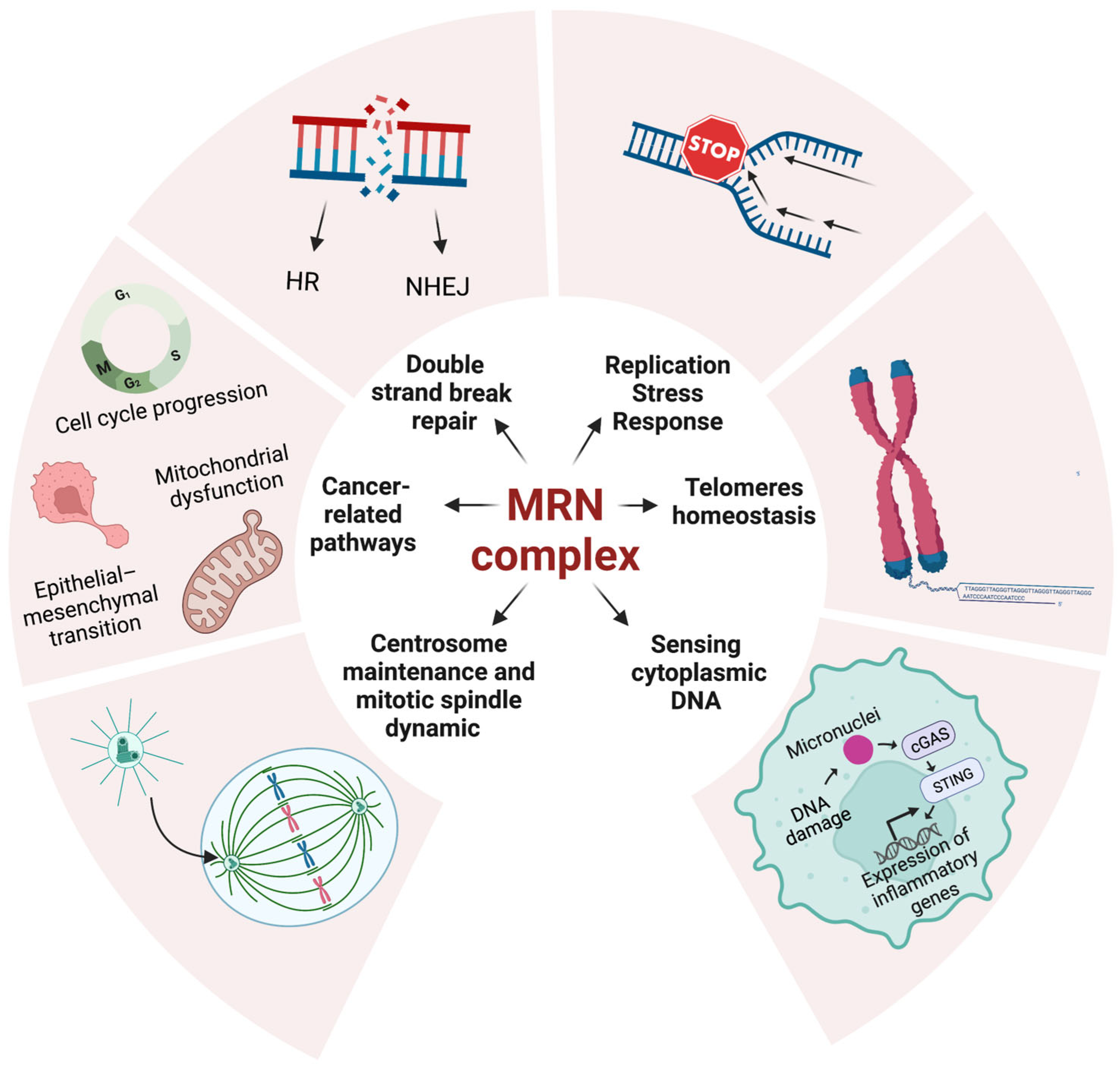 Cancers Free Full-Text The Multiple Faces of the MRN Complex Roles in Medulloblastoma and Beyond