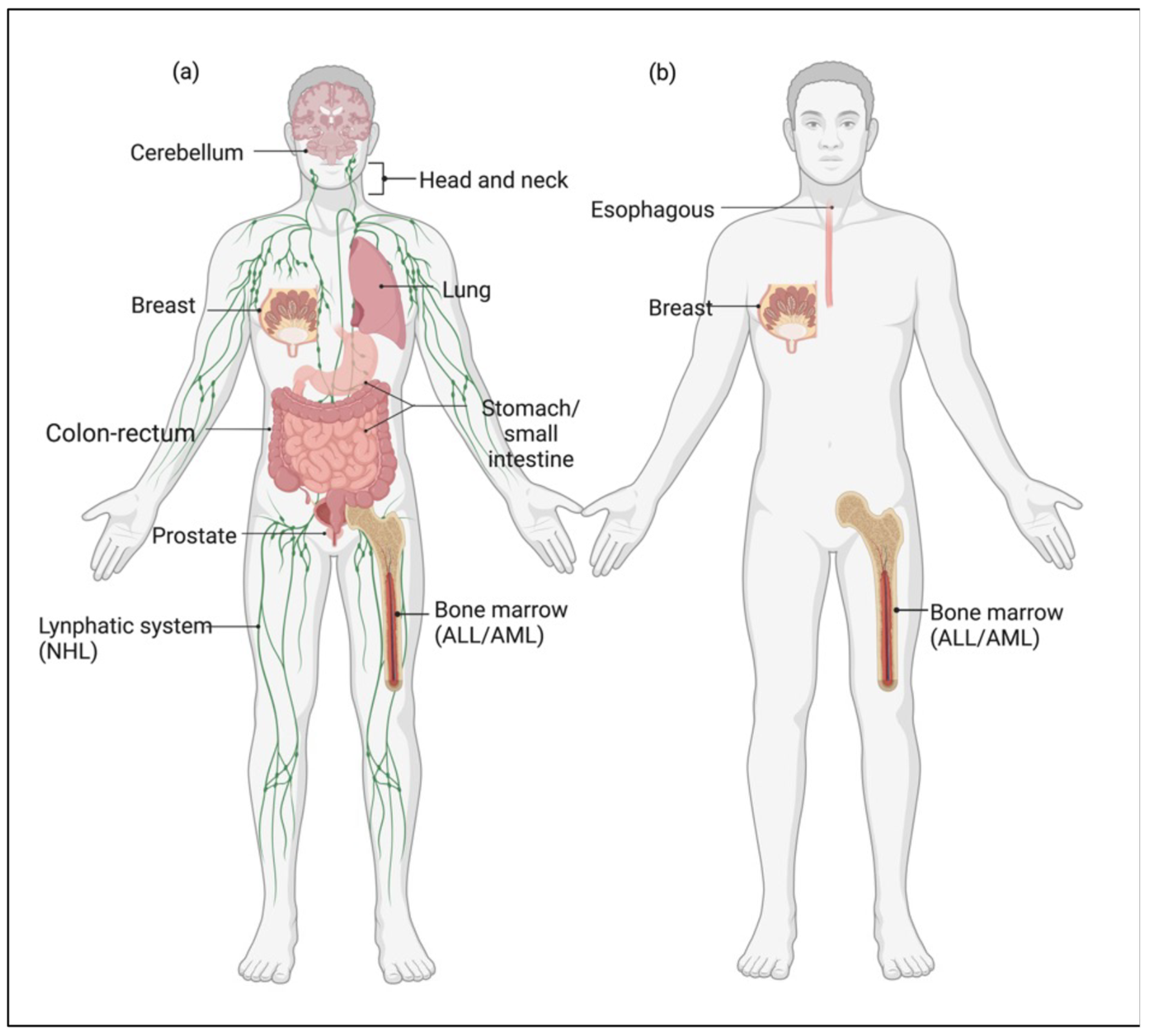 Cancers 15 03599 g002 Cancers 15 03599 g002