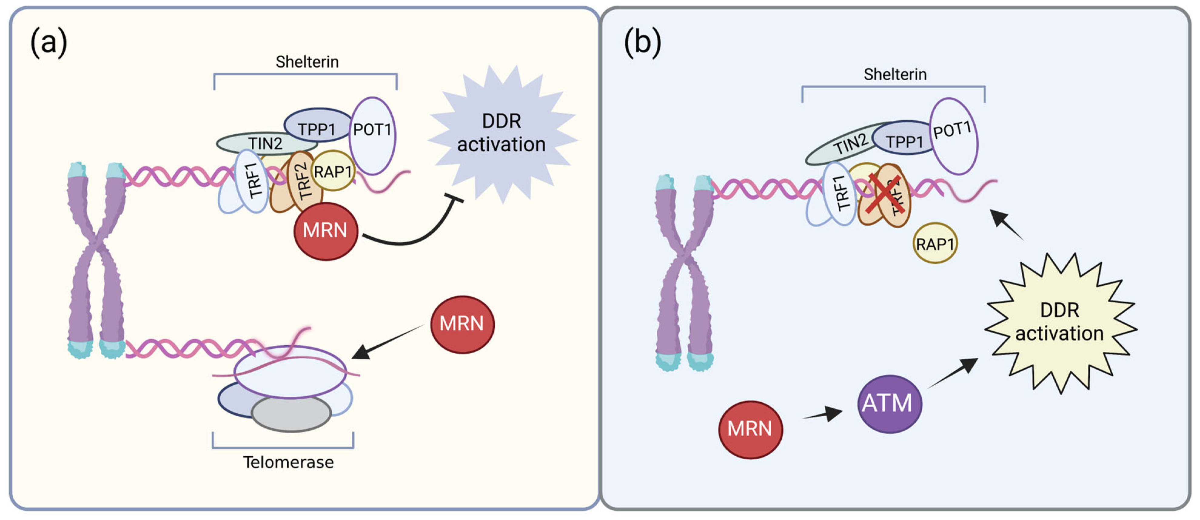 Cancers 15 03599 g003 Cancers 15 03599 g003
