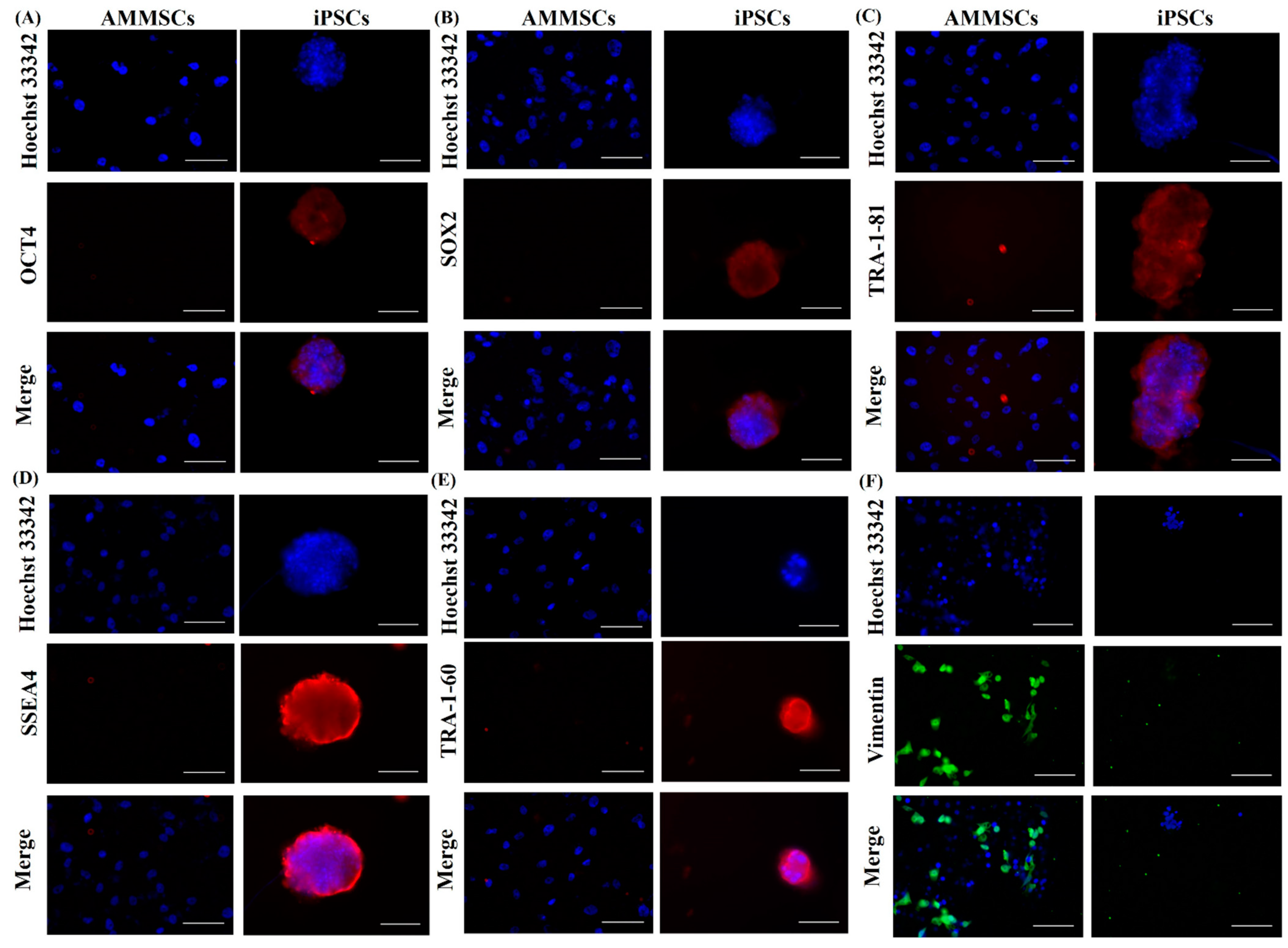 Cancers 15 03622 g002