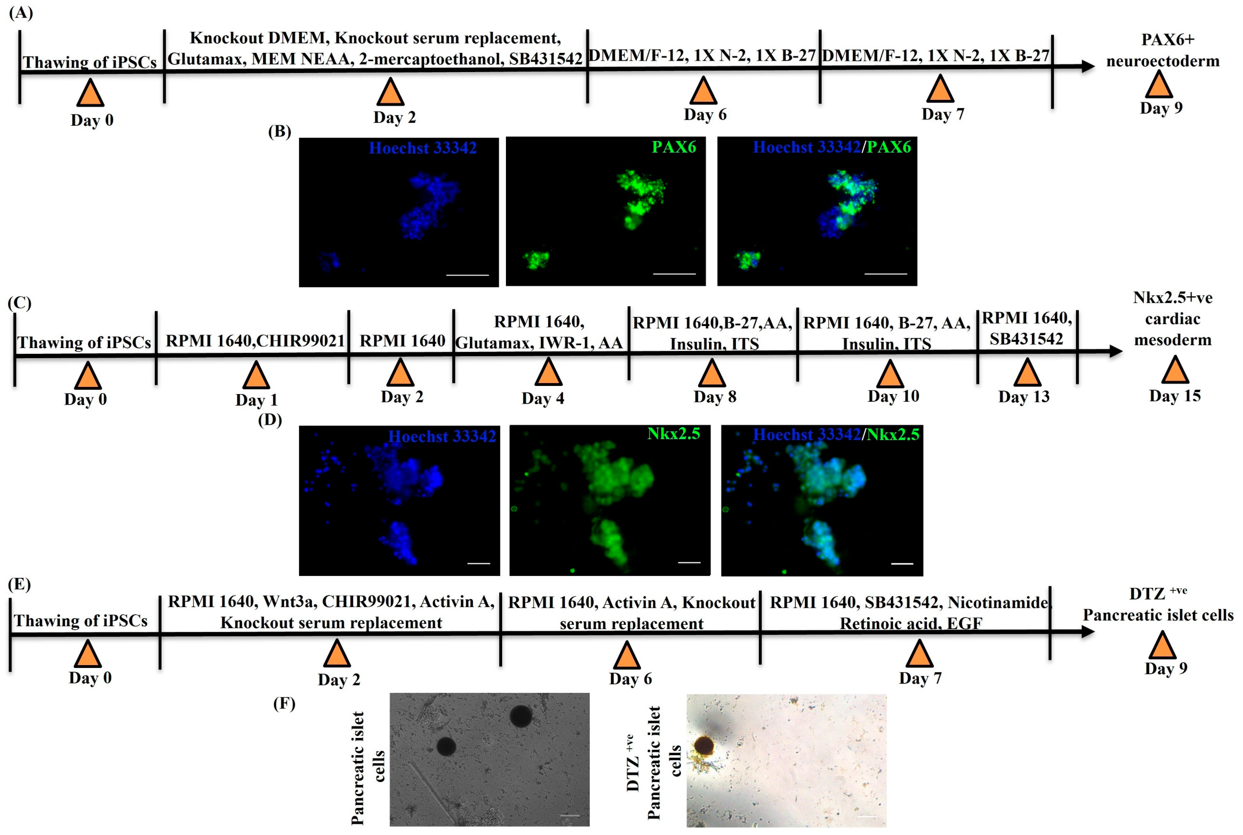 Cancers 15 03622 g003
