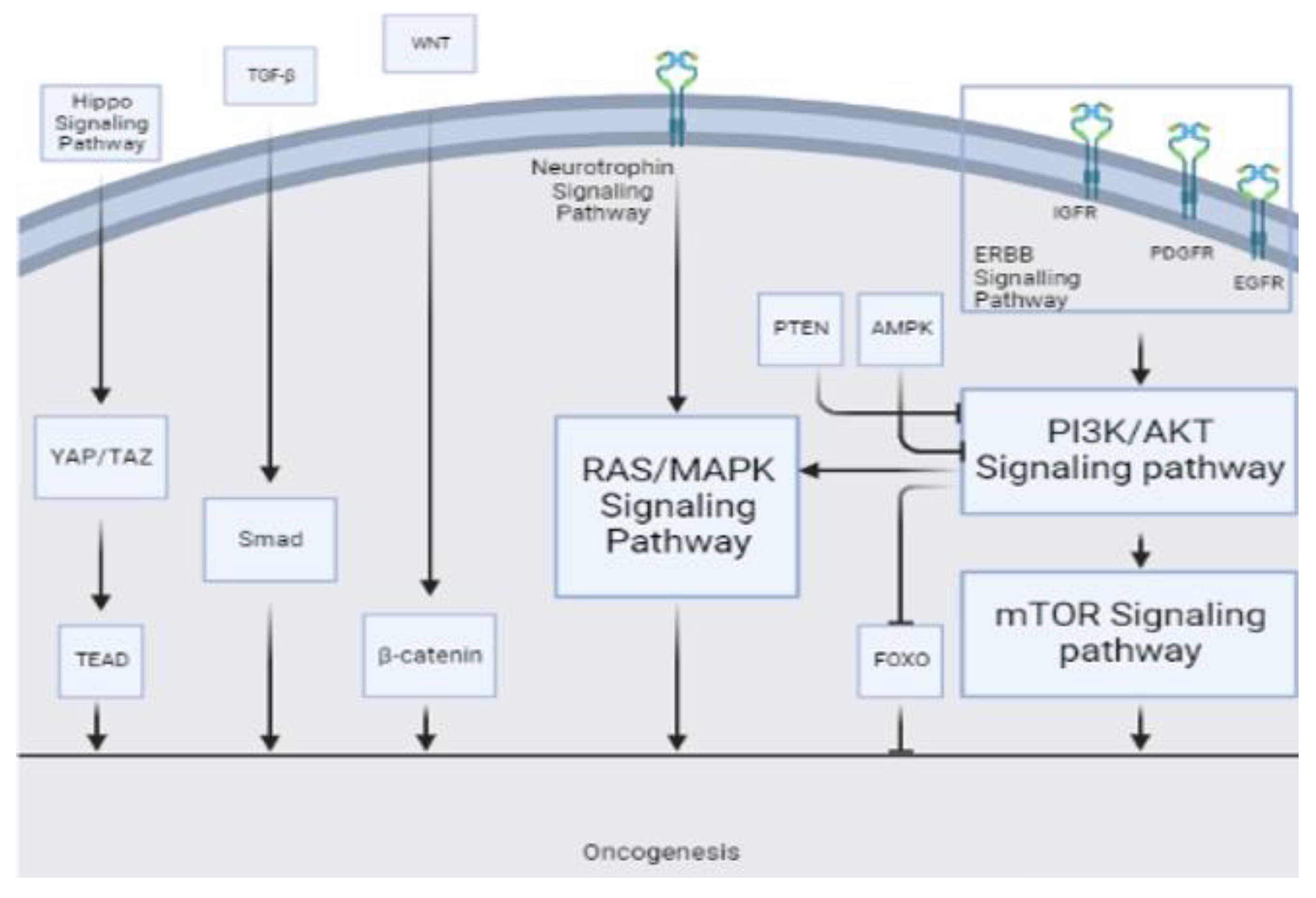 Cancers 15 03628 g004 Cancers 15 03628 g004