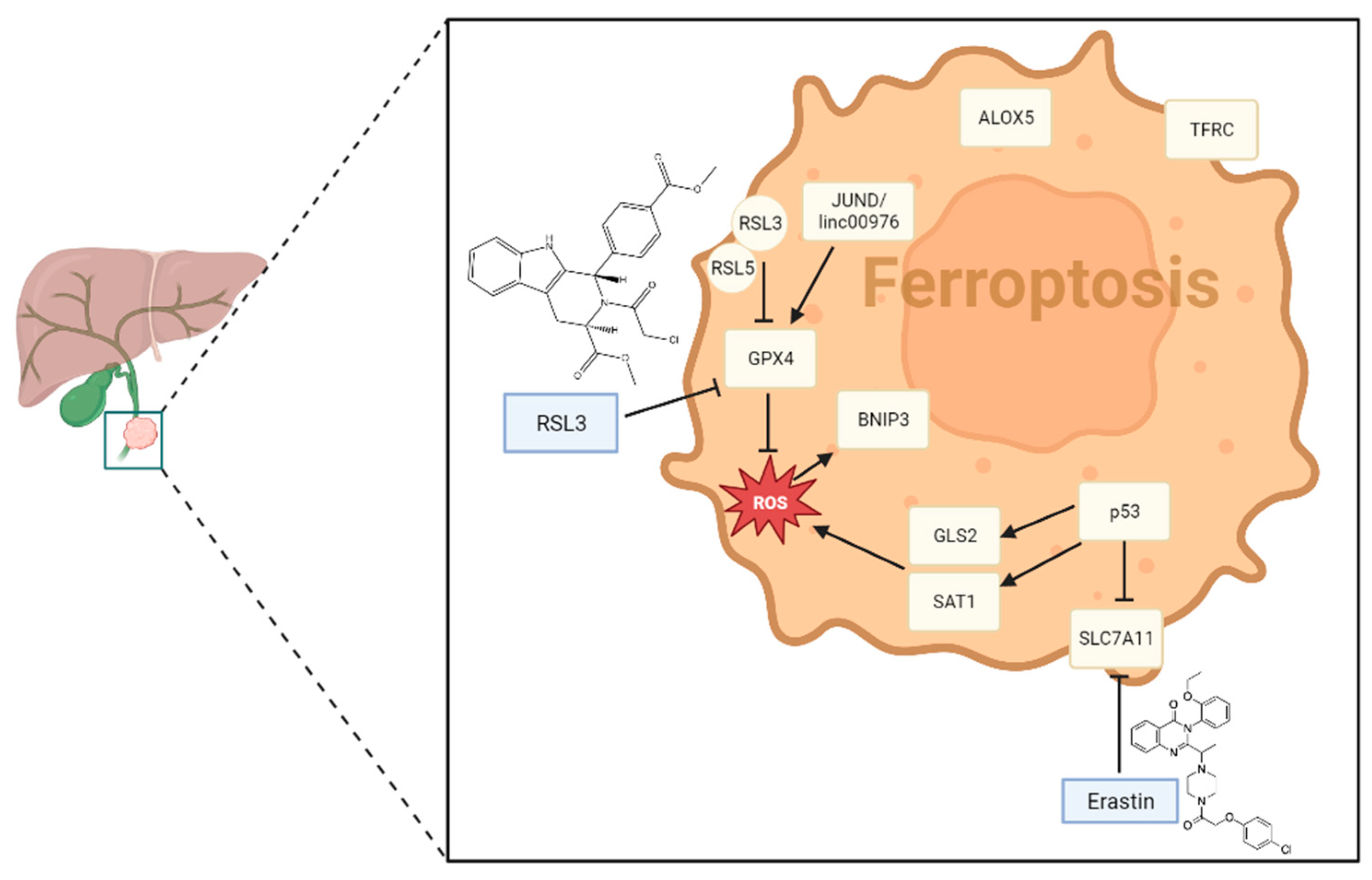 Cancers 15 03638 g002