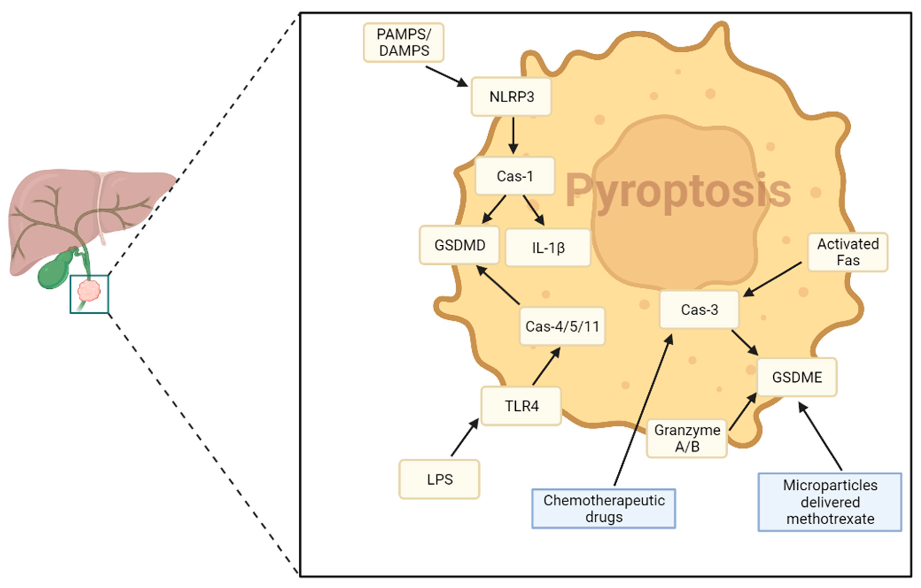 Cancers 15 03638 g003