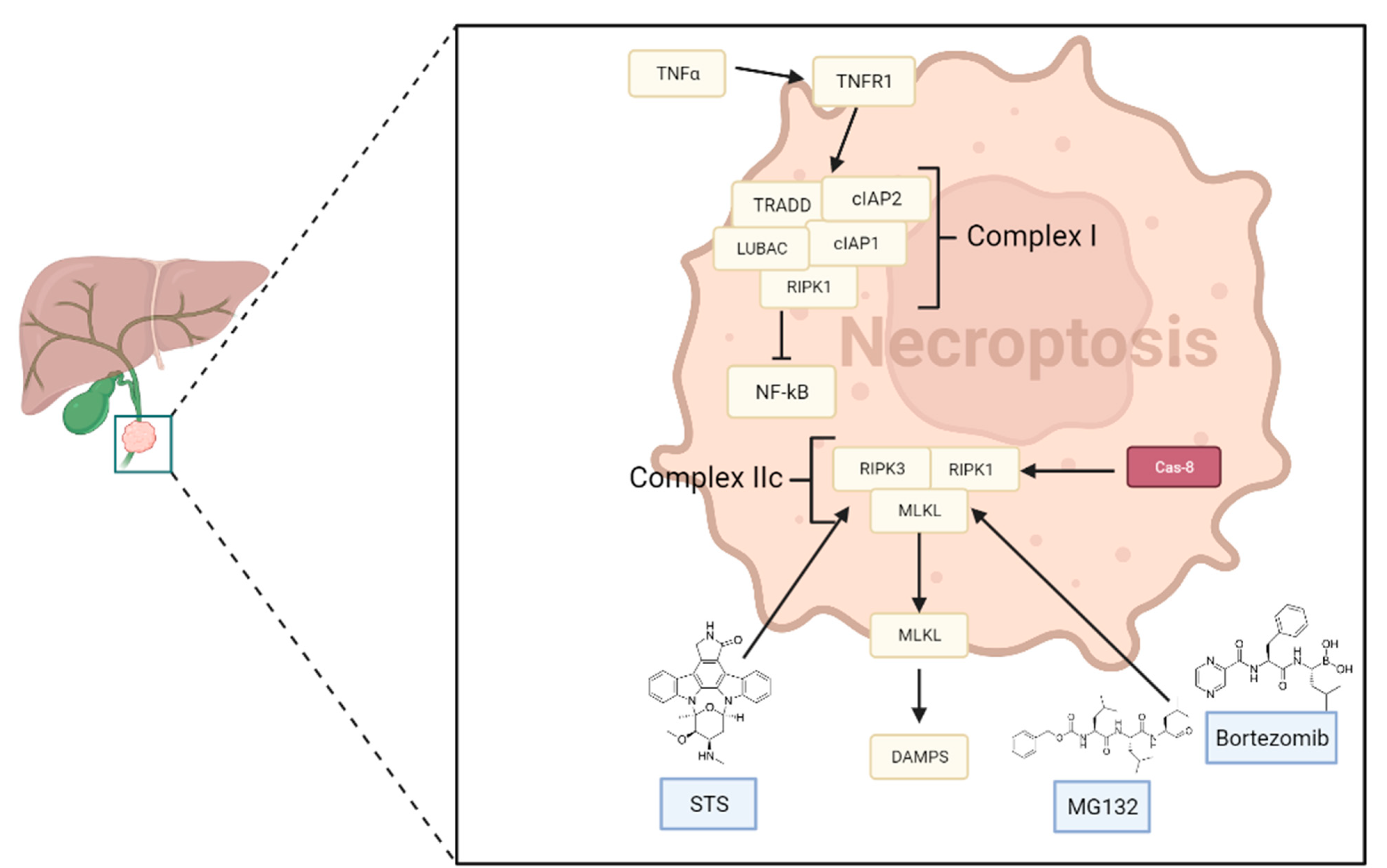 Cancers 15 03638 g004