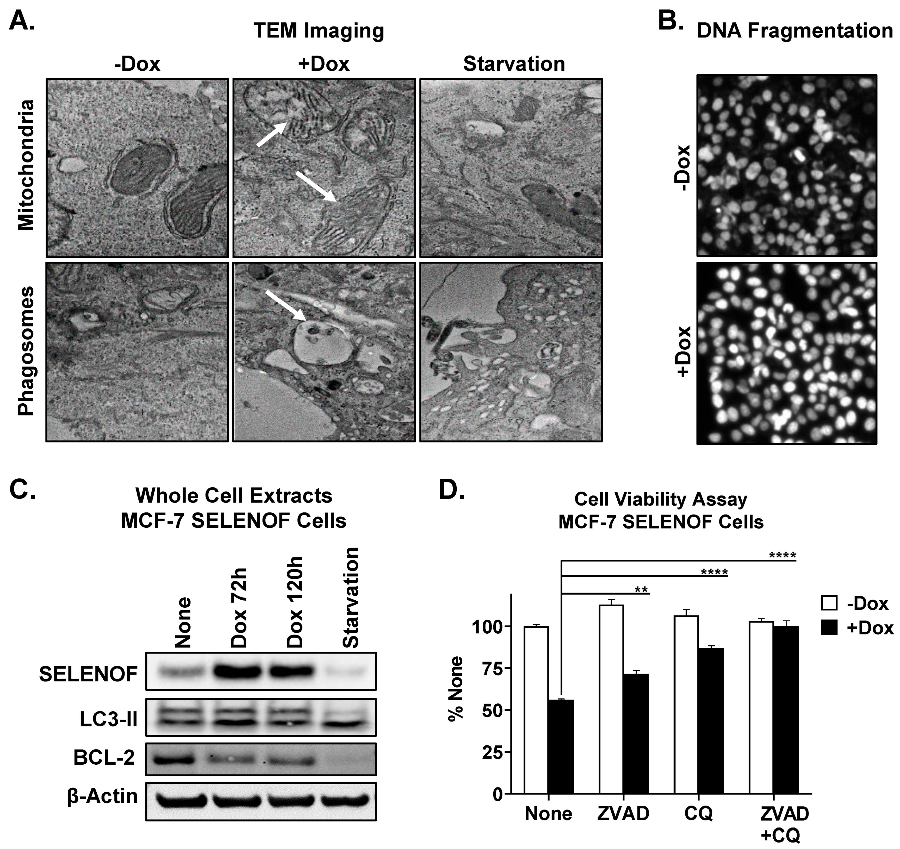 Cancers 15 03671 g006 Cancers 15 03671 g006
