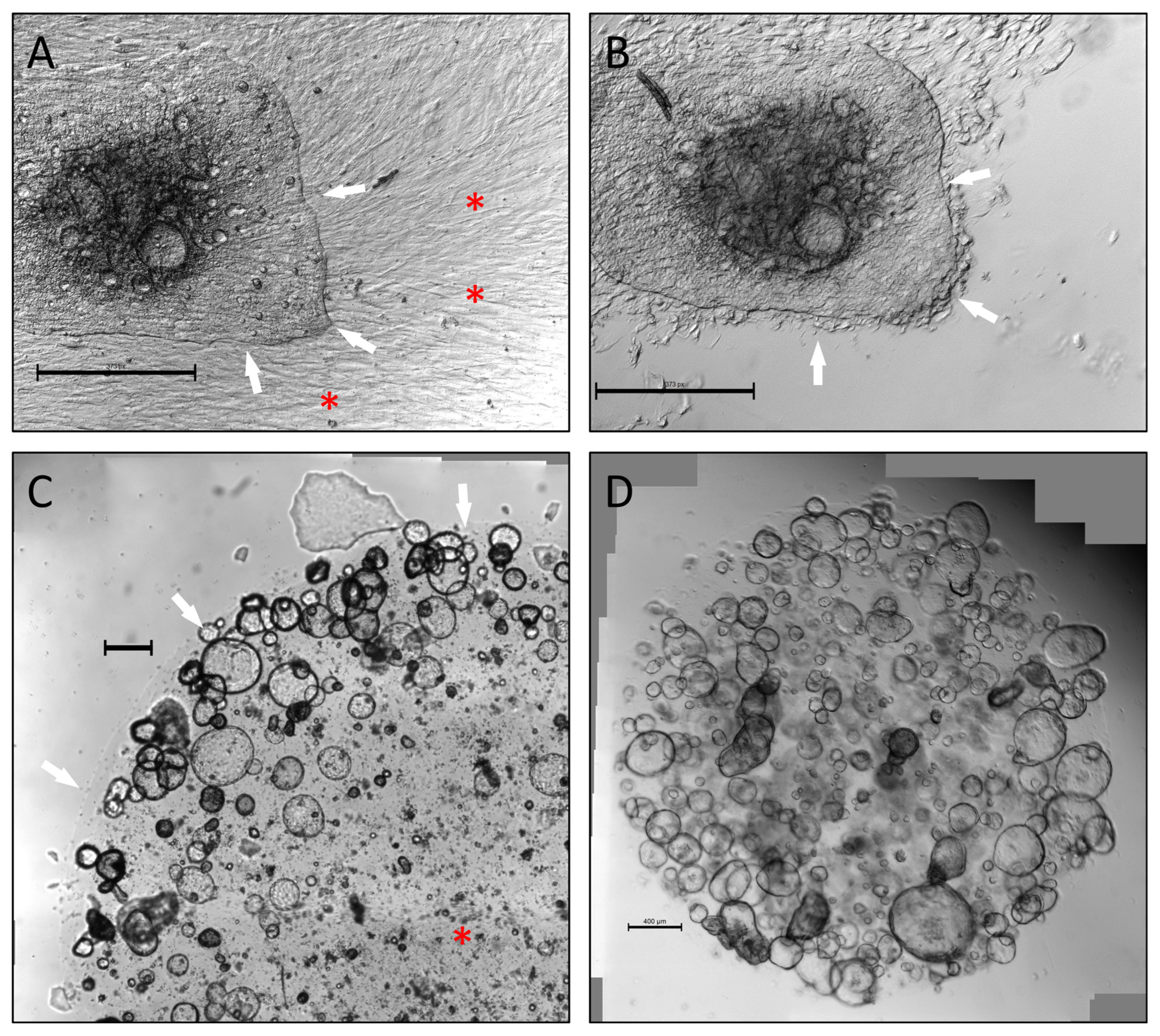 Cancers 15 03677 g001