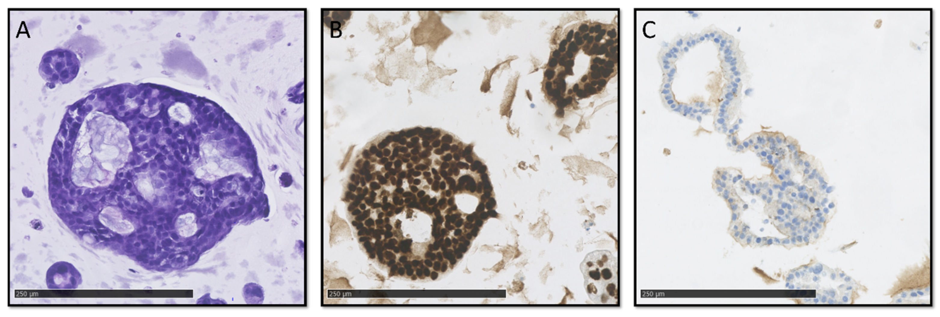 Cancers 15 03677 g003