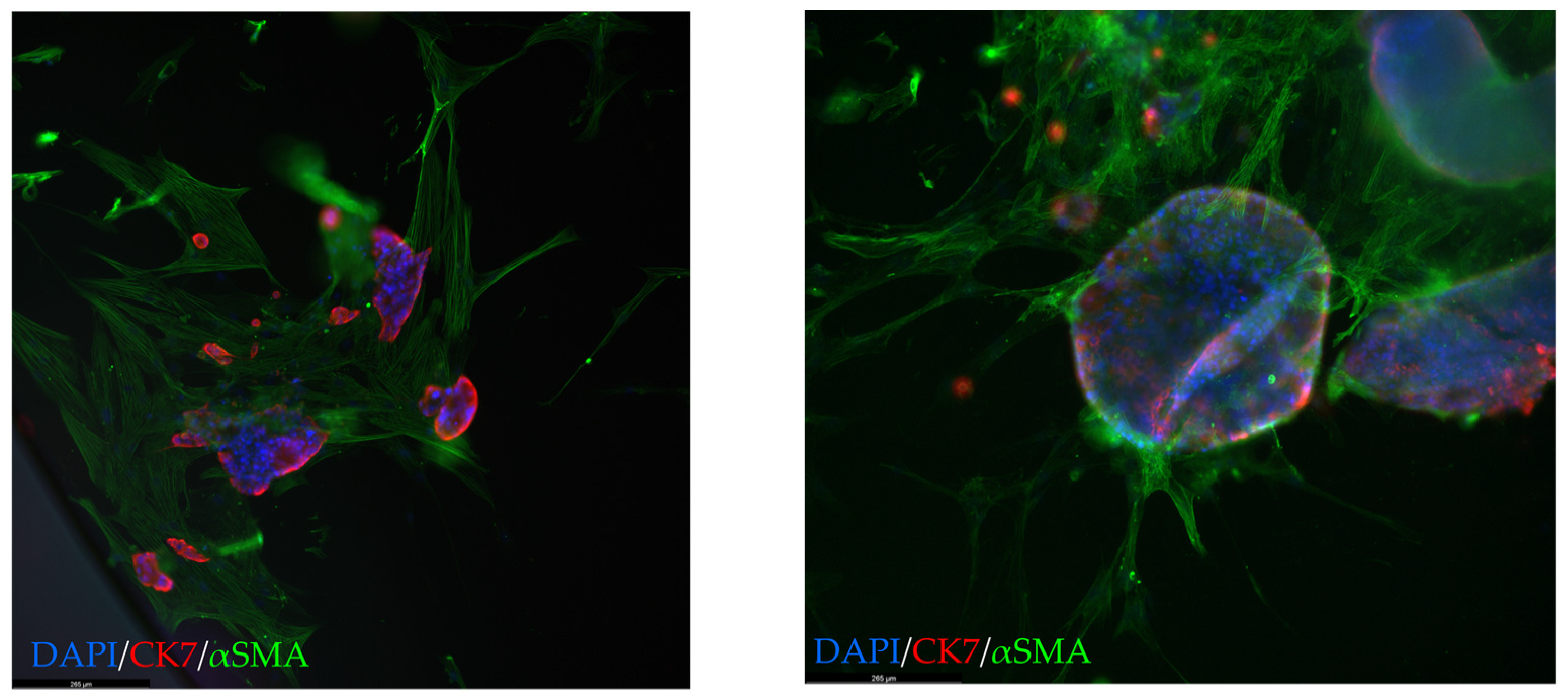 Cancers 15 03677 g006