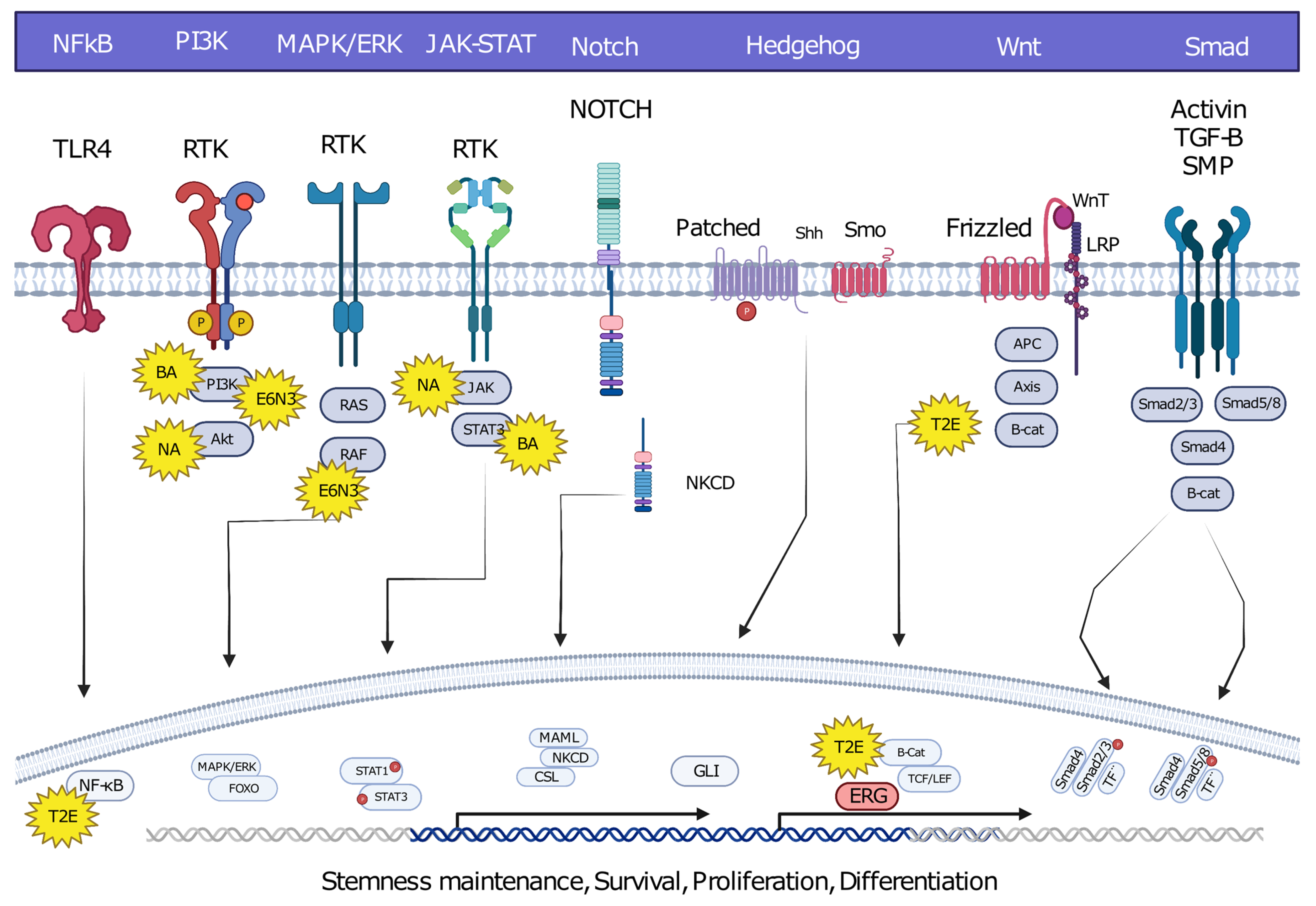 Cancers 15 03678 g002 Cancers 15 03678 g002